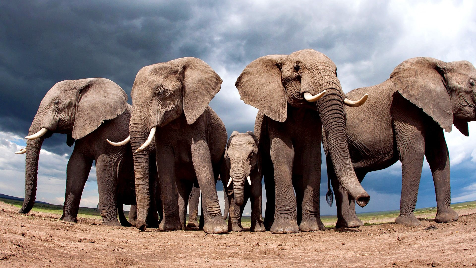 Animals Nature Elephant Landscape Sand Clouds Fisheye Lens Worms Eye View Baby Animals Low Angle 1920x1080