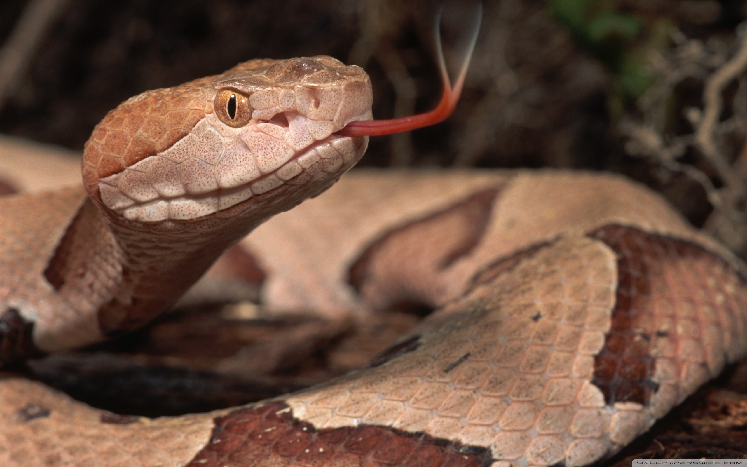 Reptiles Vipers Animals Copperhead Snake 2560x1600