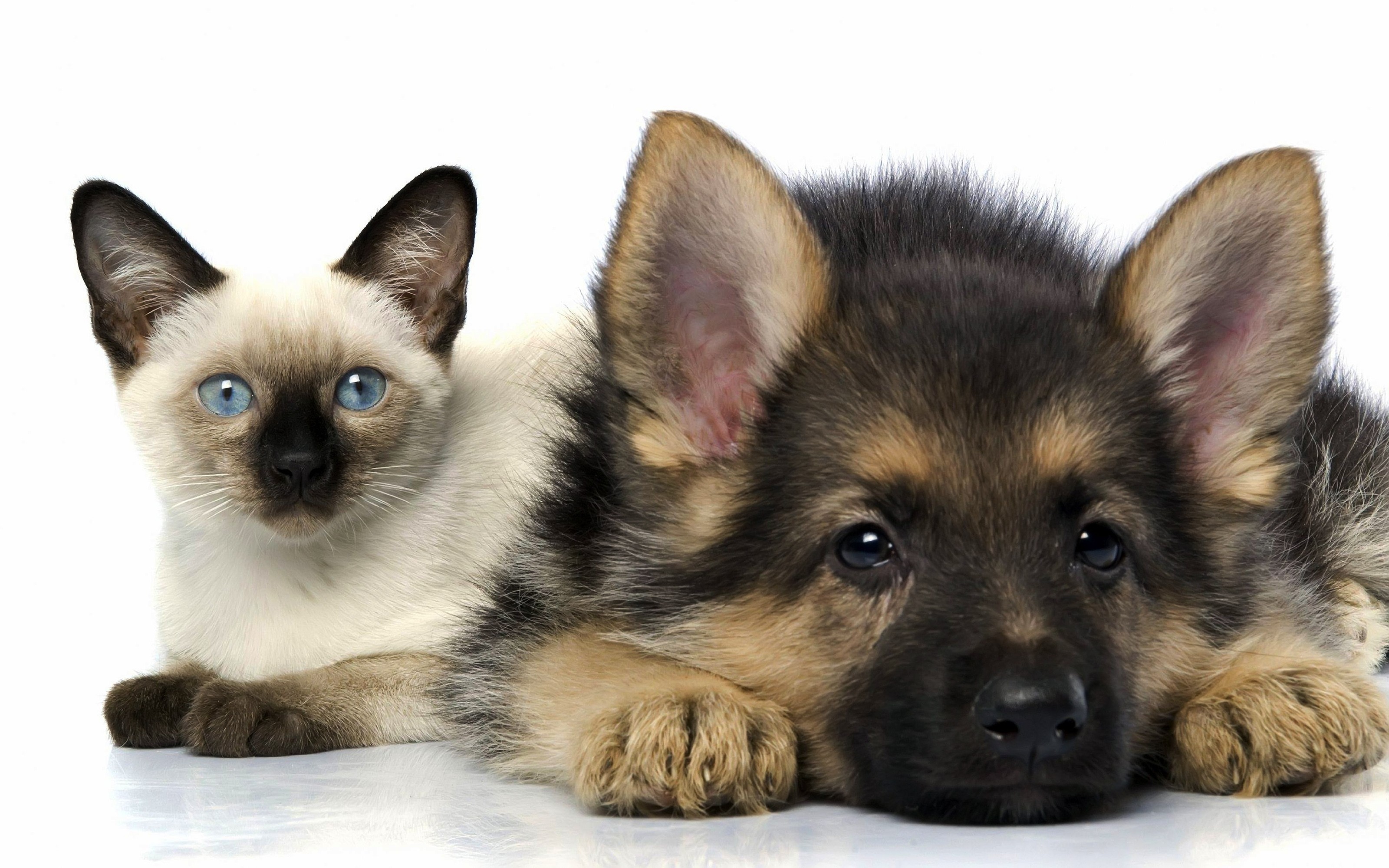 Dog Cats German Shepherd Animals Good Boy 3200x2000