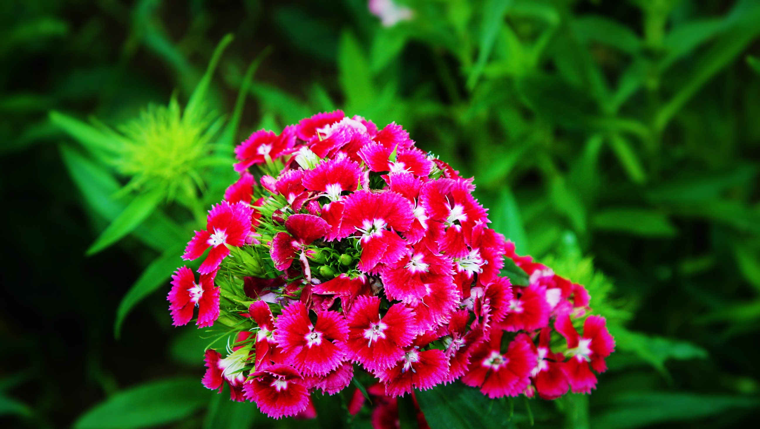 Earth Flower Close Up Plant Pink Flower Dianthus 2592x1464