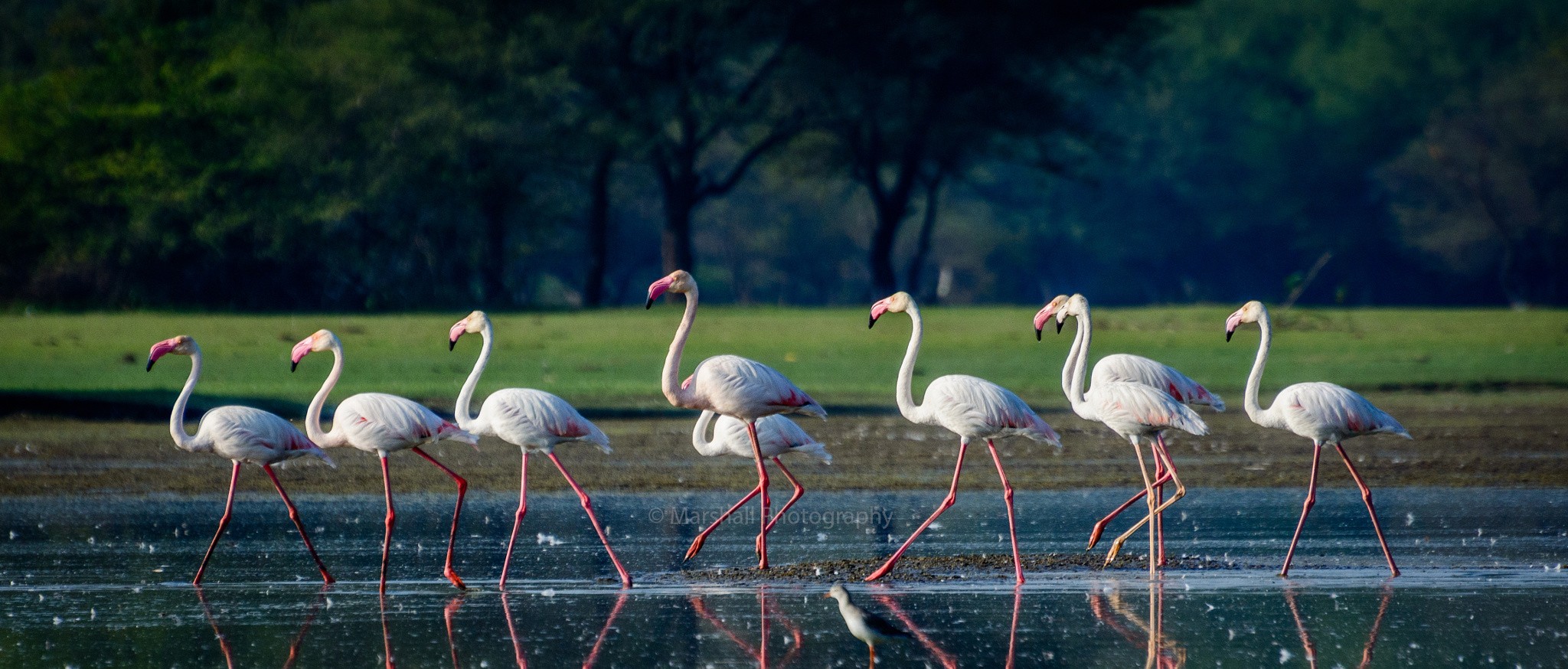 Birds Flamingos 2048x874