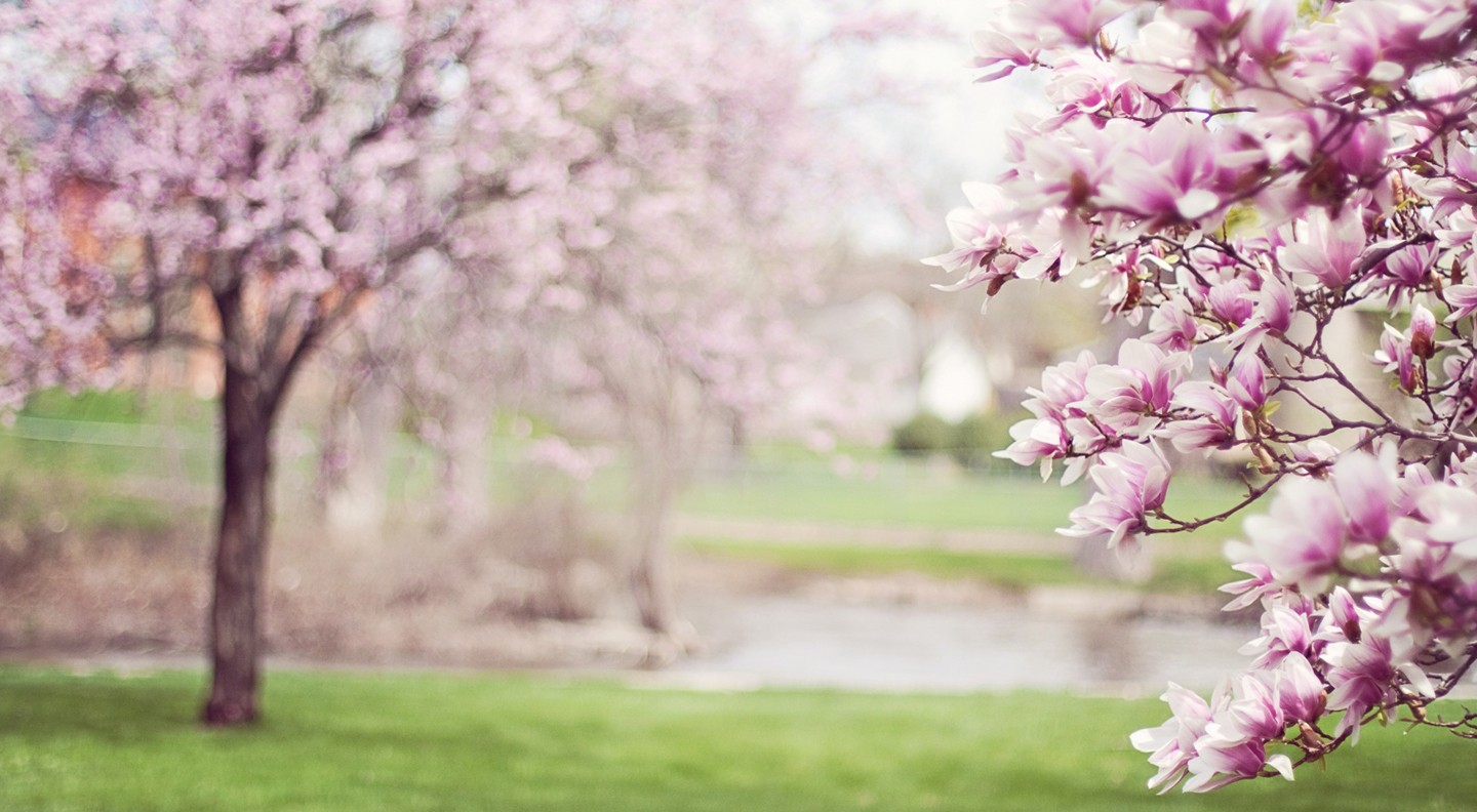 Blossoms Tulips White Flowers Pink Flowers Trees 1440x792