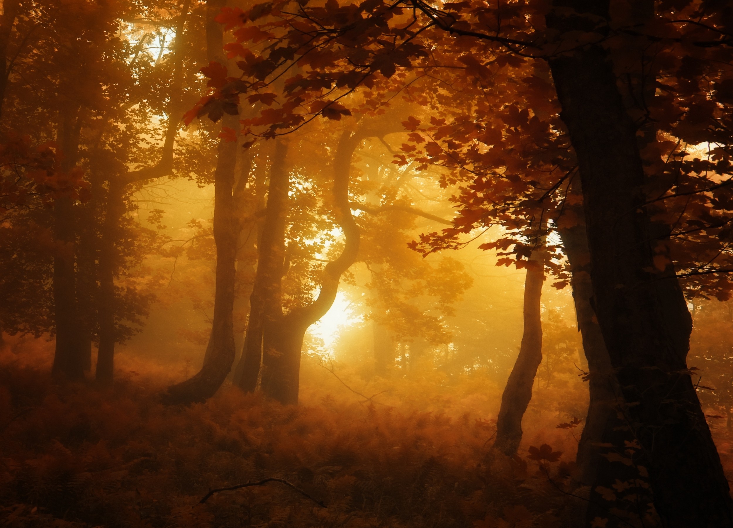 Nature Forest Mist Leaves Fall Trees Landscape Amber Atmosphere 2500x1800