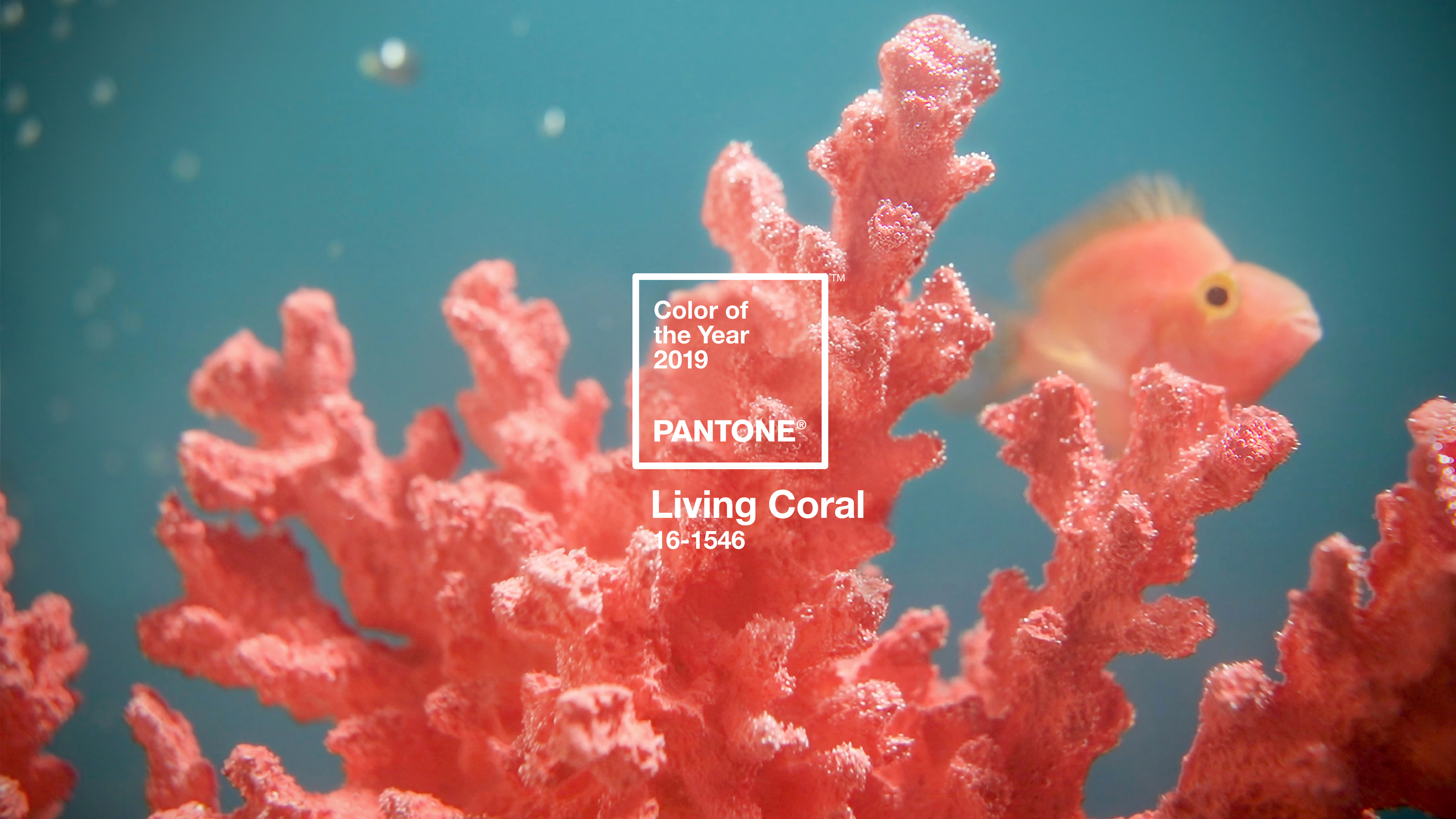 Colorful Pink Coral Nature Logo Color Codes 5120x2880