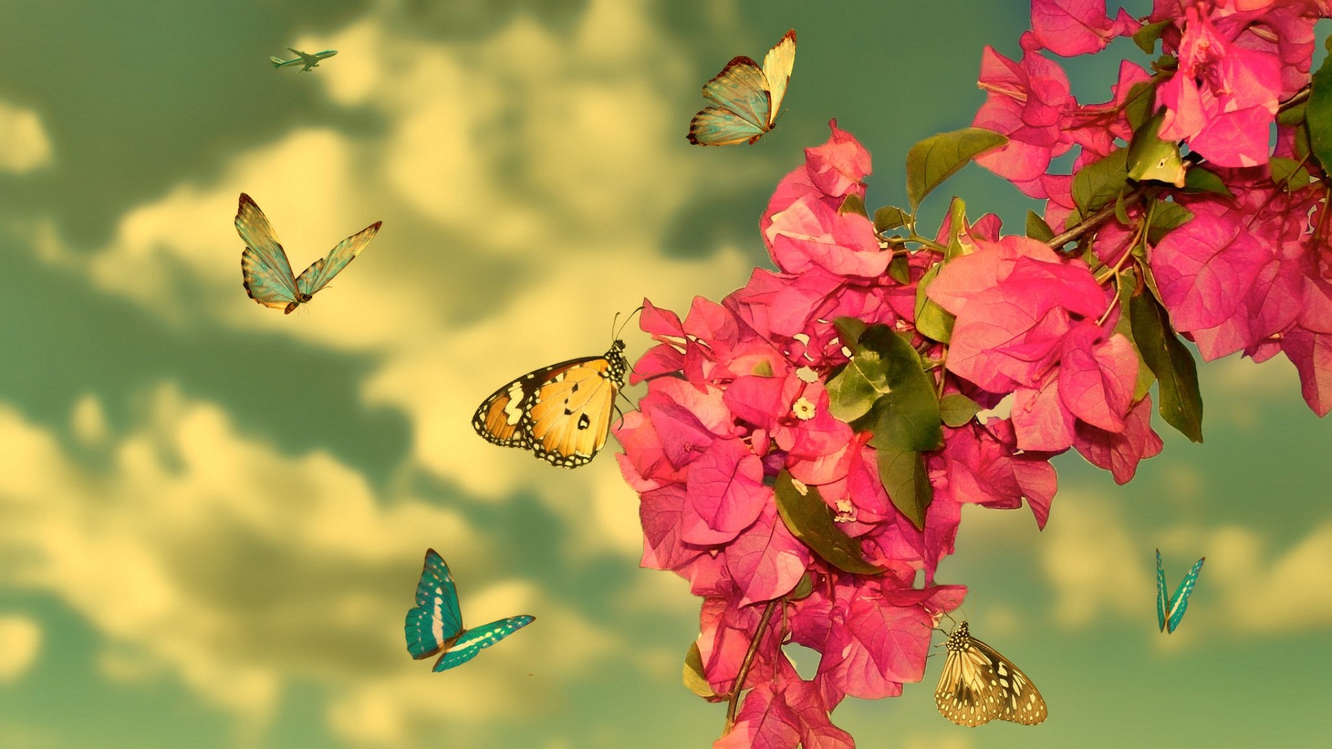 Earth Butterfly Blossom Spring Pink Flower Bougainvillea Manipulation 1920x1080