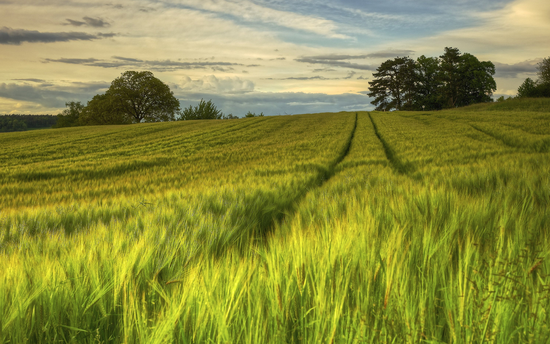 Earth Cornfield 1920x1200