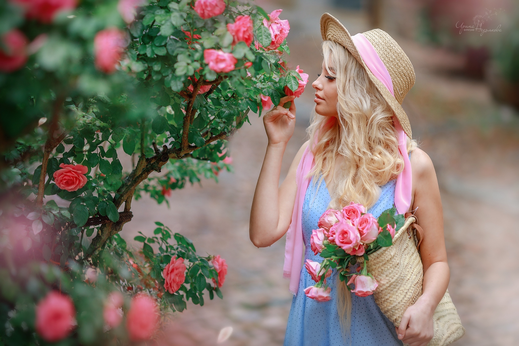 Women Model Blonde Women With Hats Dress Women Outdoors Depth Of Field Portrait Flowers Rose Pink Ro 2048x1365