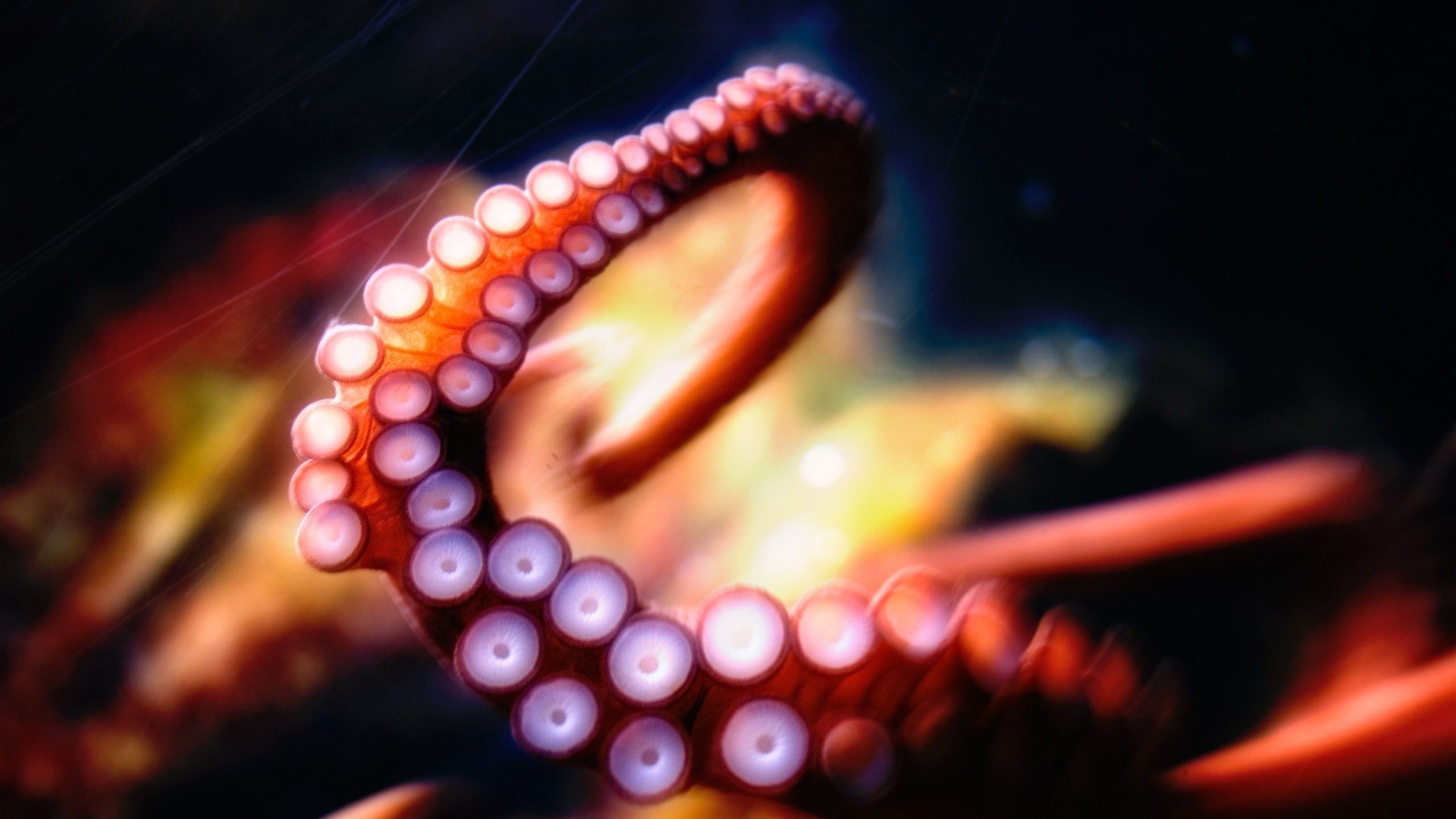 Tentacles Sea Life Animals Squids Octopus Red Orange 2560x1440