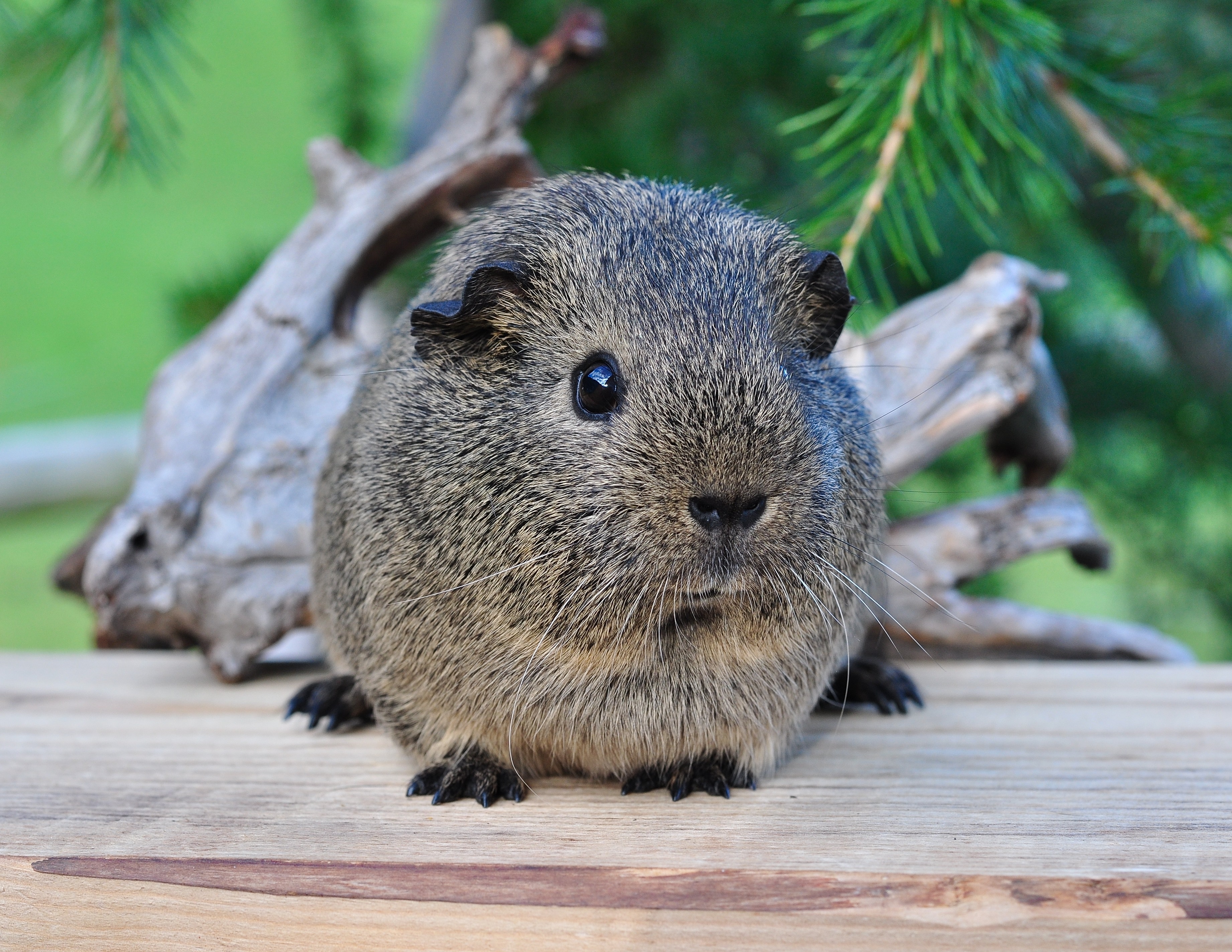 Guinea Pig Rodent 3685x2848