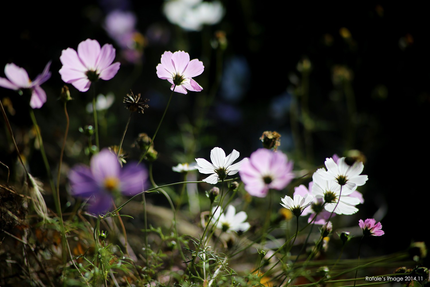 Flowers Cosmos Flower Nature 1500x1000