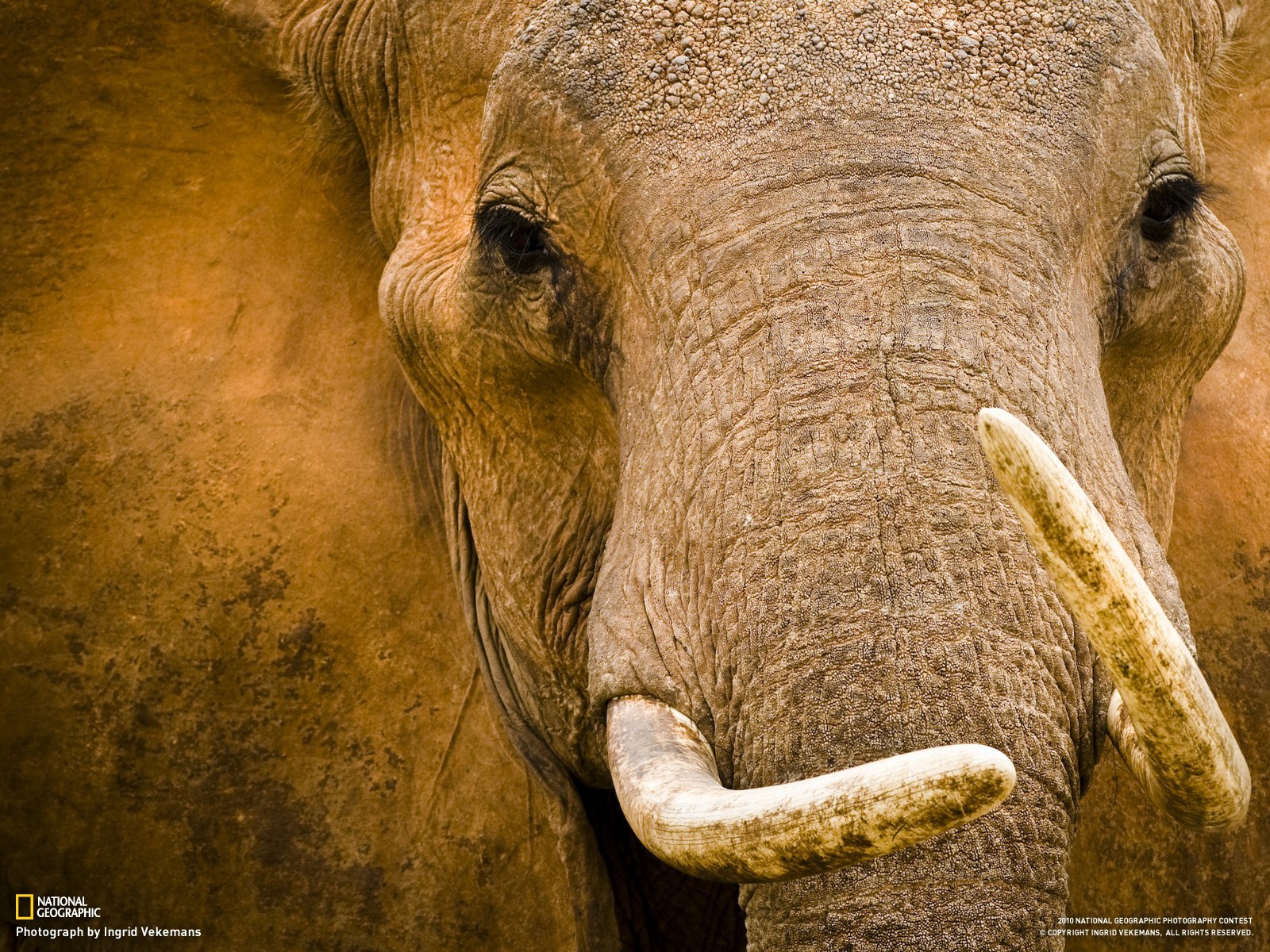 Elephant Animals National Geographic 1600x1200