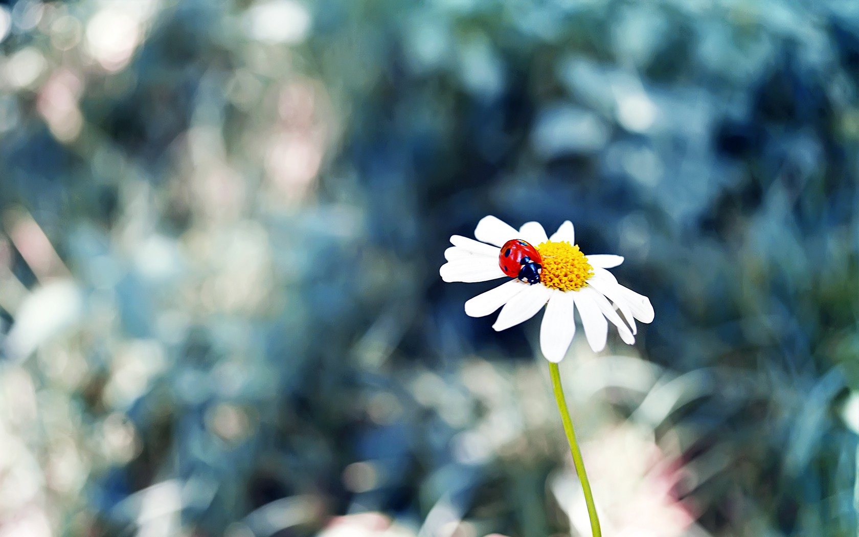 Flowers Chamomile Ladybugs Animals 1680x1050
