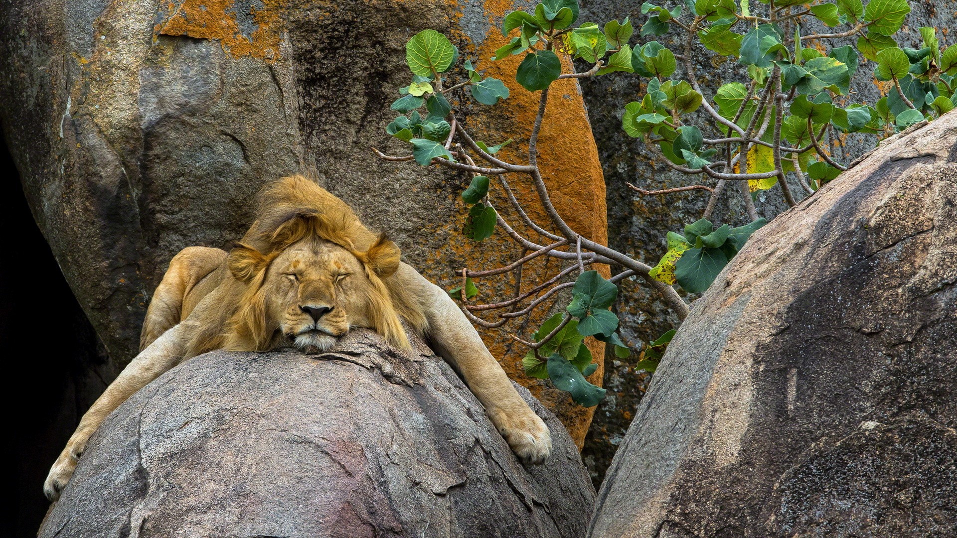 Lion Sleeping Rock Big Cat Predator Animal 1920x1080