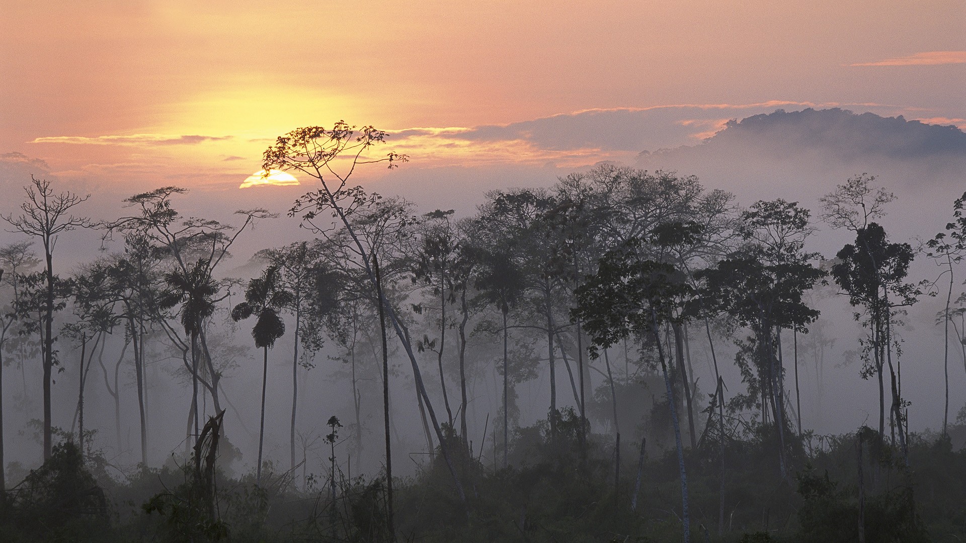 Peru Rainforest Sunset Sunrise Mist Forest Amazon 1920x1080