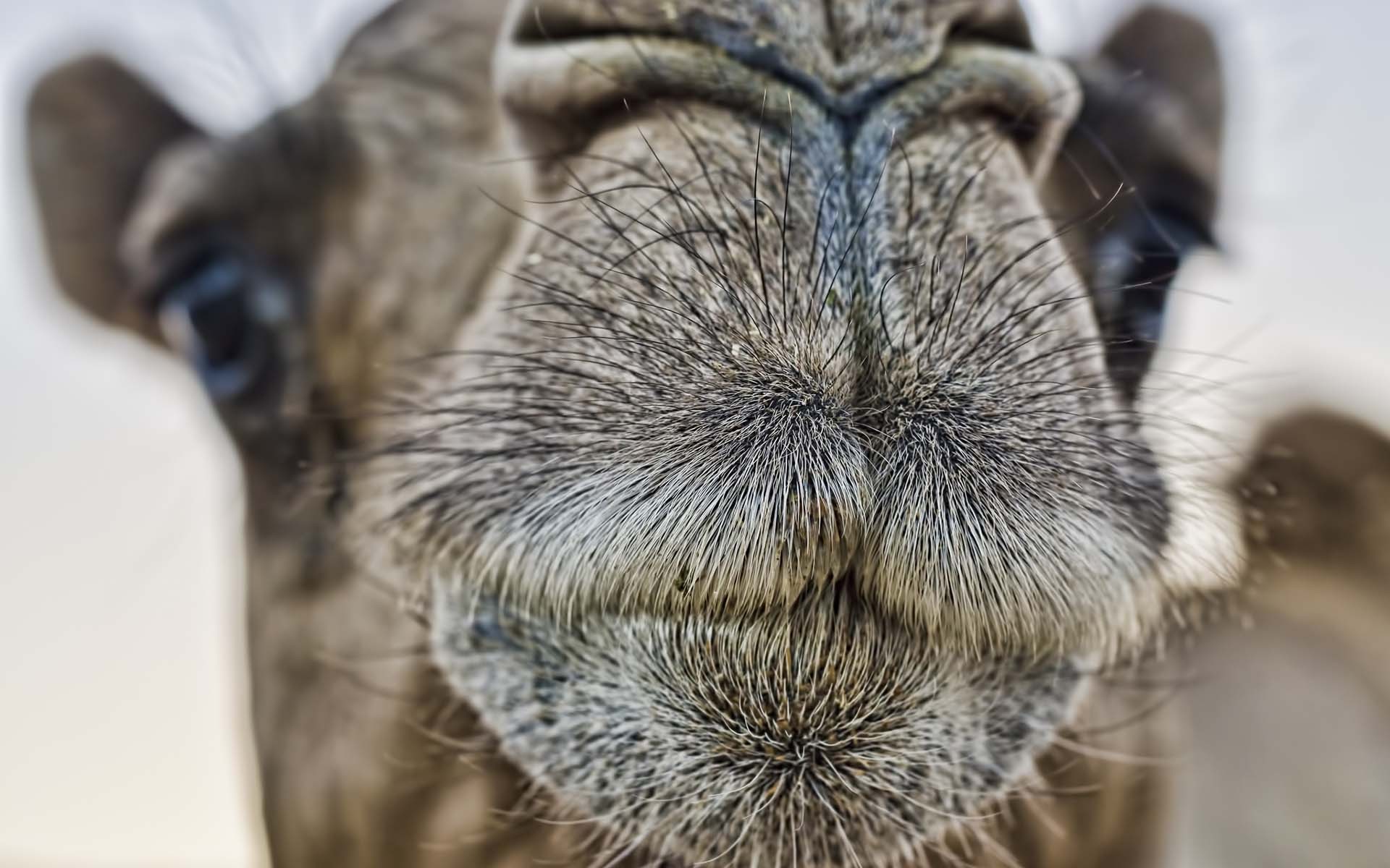 Animal Camel 1920x1200