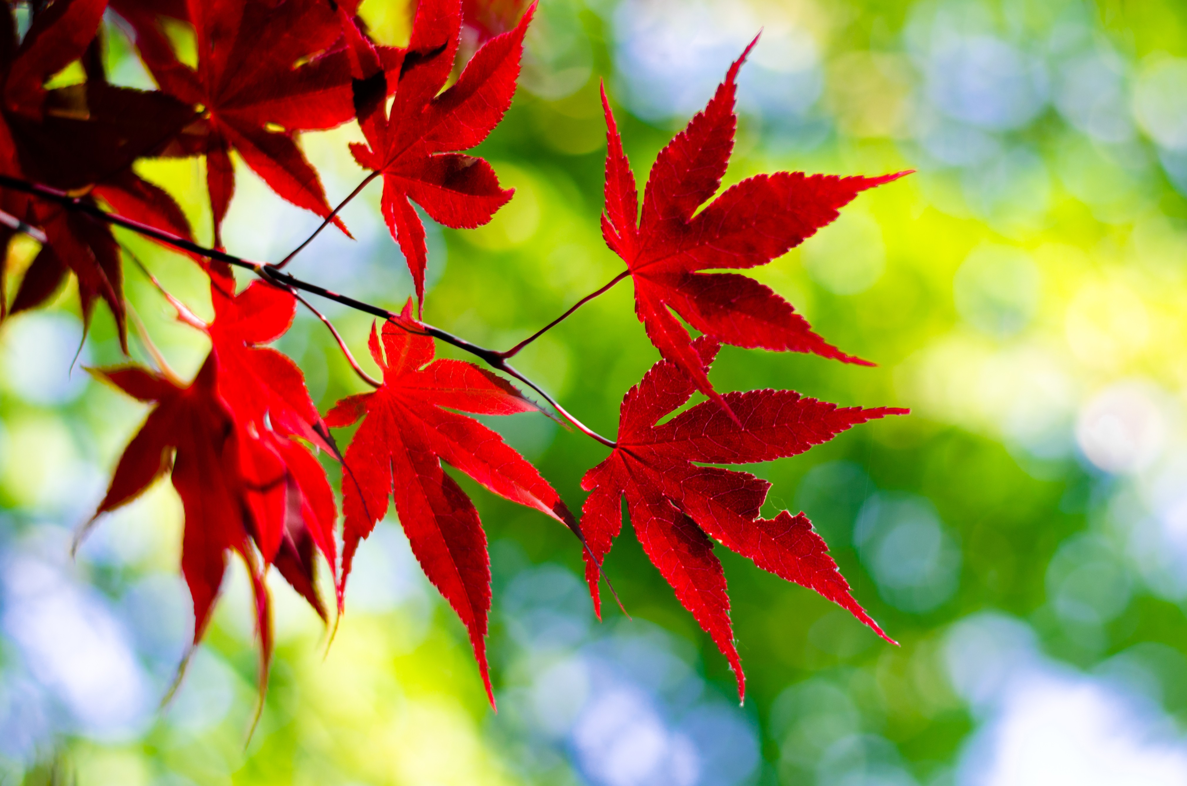 Maple Leaves Leaves Outdoors Red Twigs Plants 4044x2678