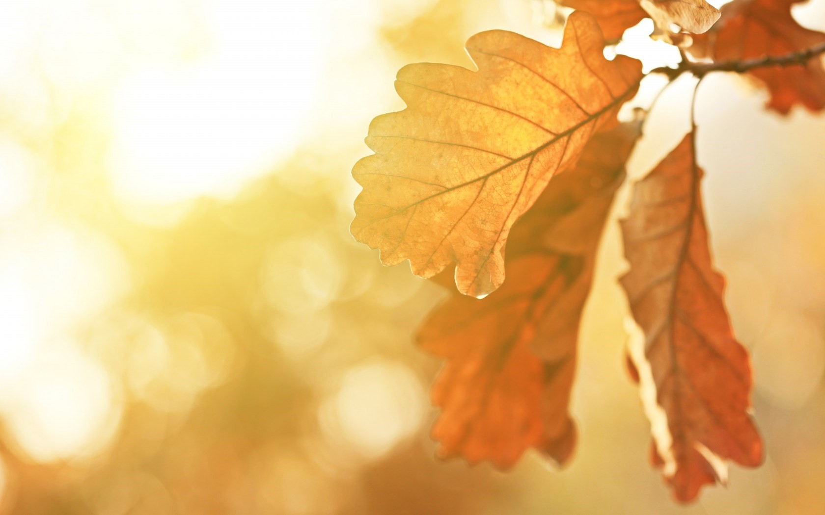 Fall Leaves Oak Sunlight Plants 1680x1050