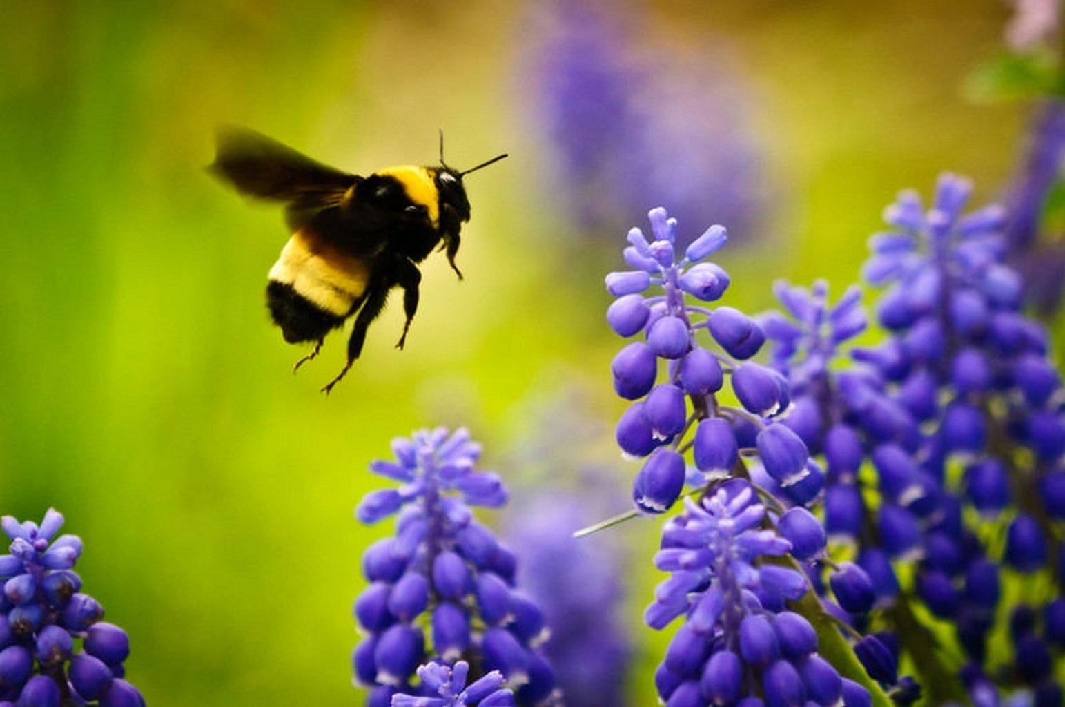 Bees Flowers Animals Purple Flowers Insect 1543x1024