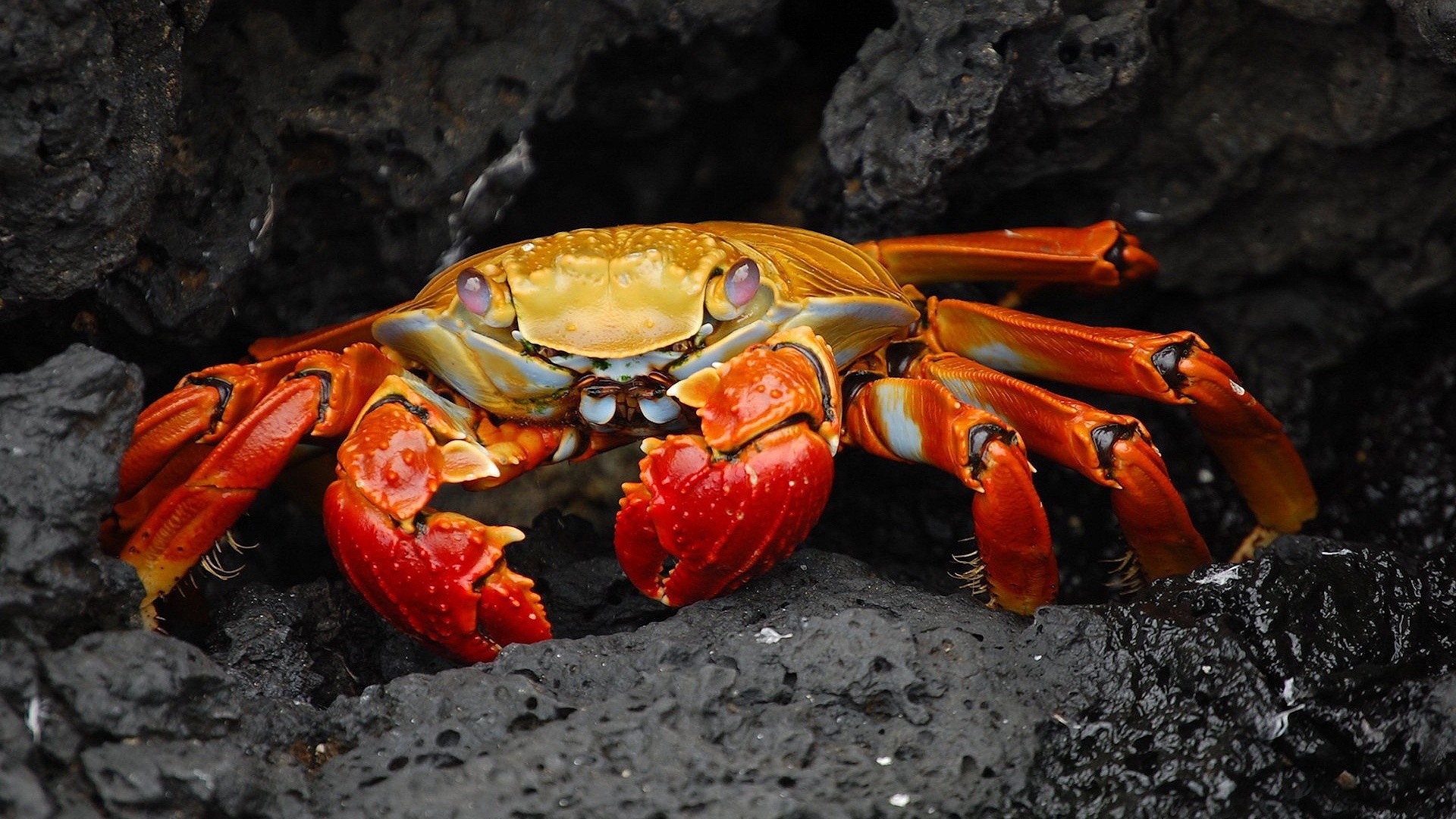 Crabs Animals Nature Grapsus Crustaceans 1920x1080