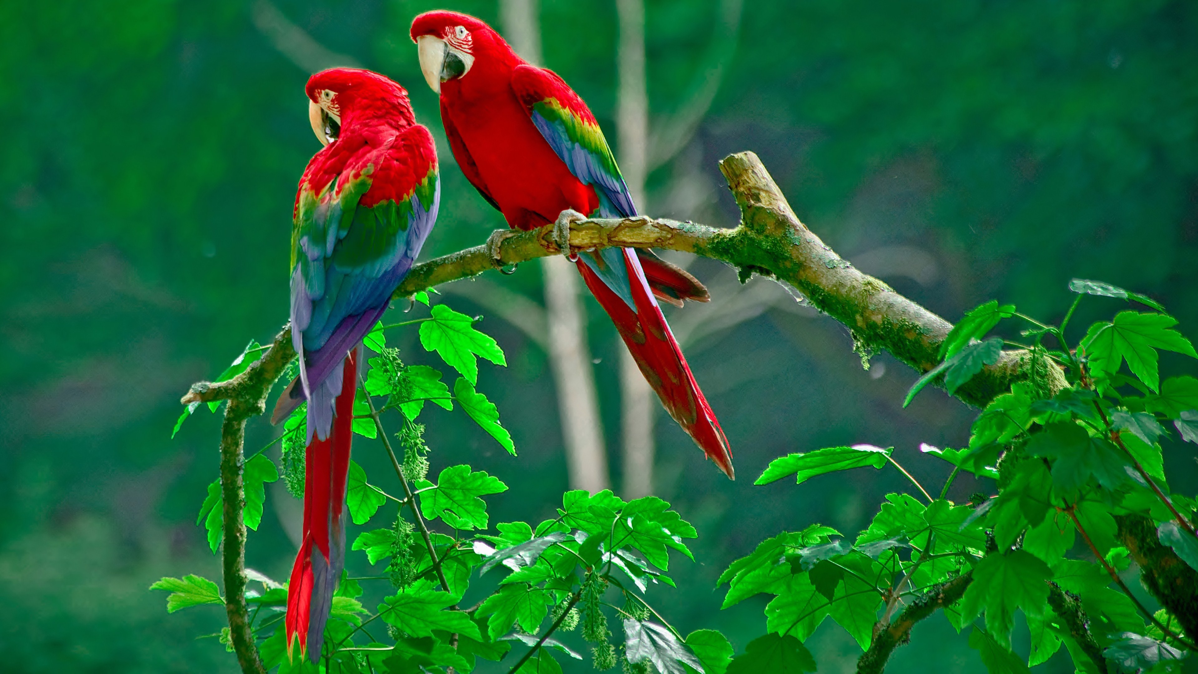 Macaws Animals Parrot 3840x2160