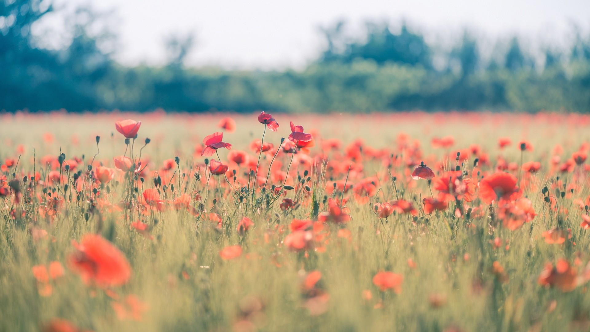 Poppies Nature Field Flowers Red Flowers Plants 1920x1080