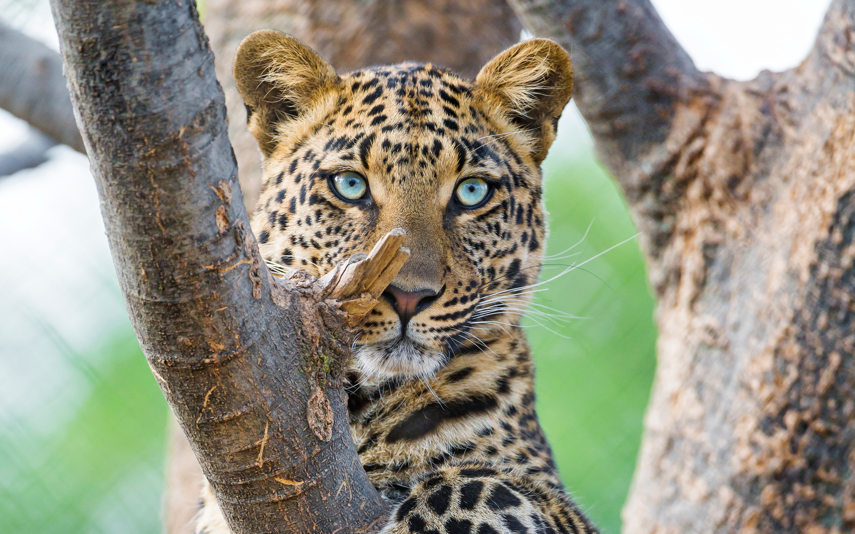 Animal Leopard Tree Branch Blue Eyes 2880x1800