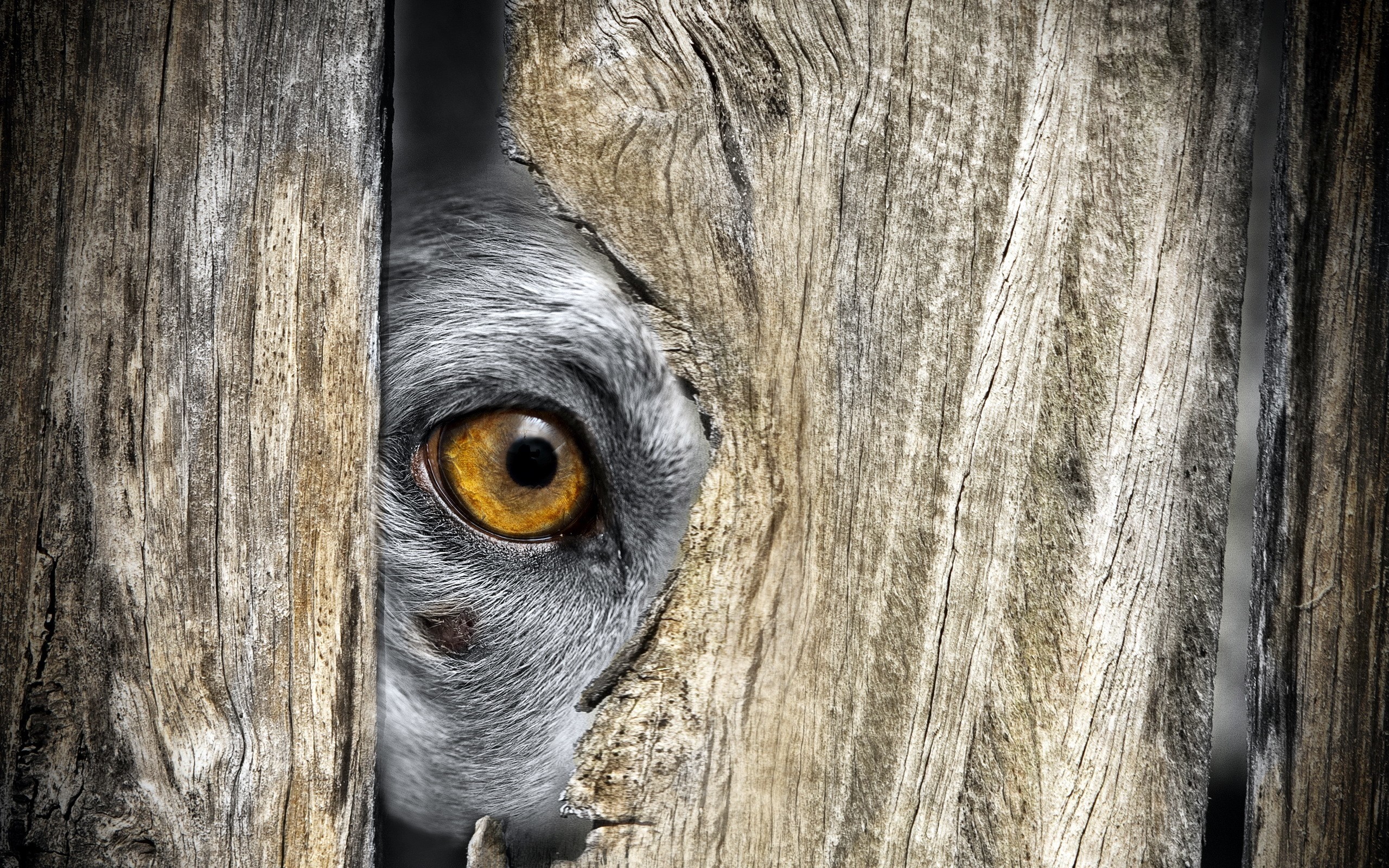 Animals Eyes Closeup Wood Hiding 2560x1600