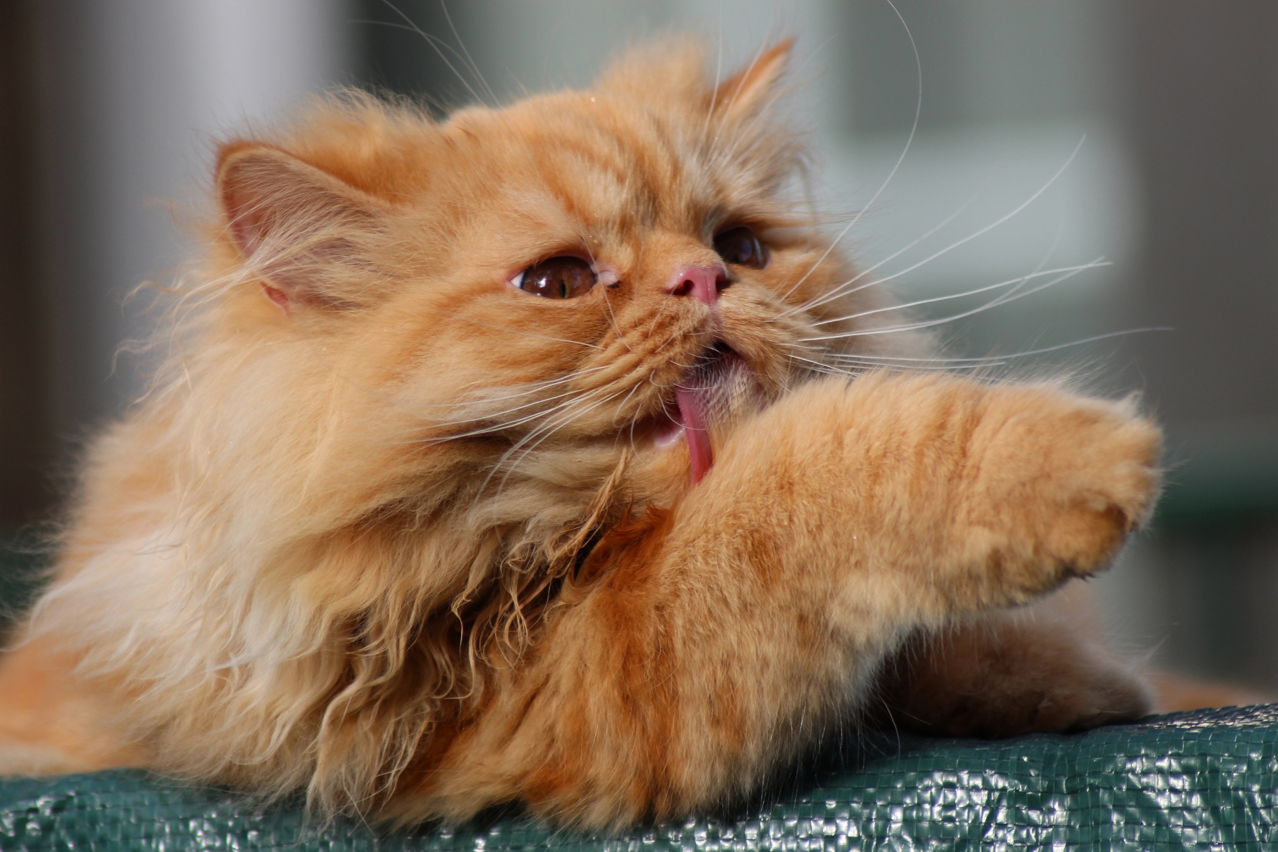 Cats Animals Persian Cat Tongue Out Whiskers 2560x1707