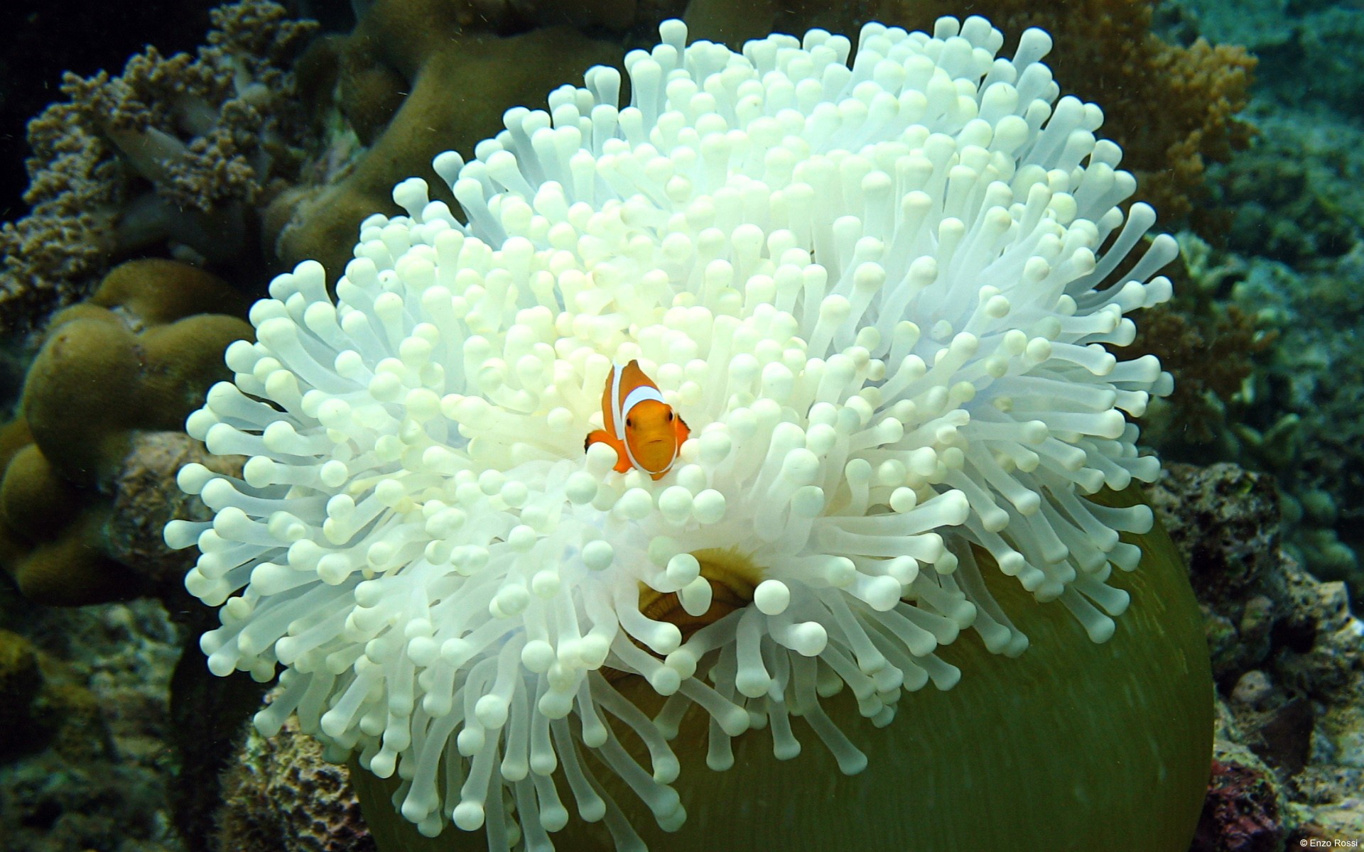 Nature Animals Fish Sea Anemones Coral Clownfish 1920x1200