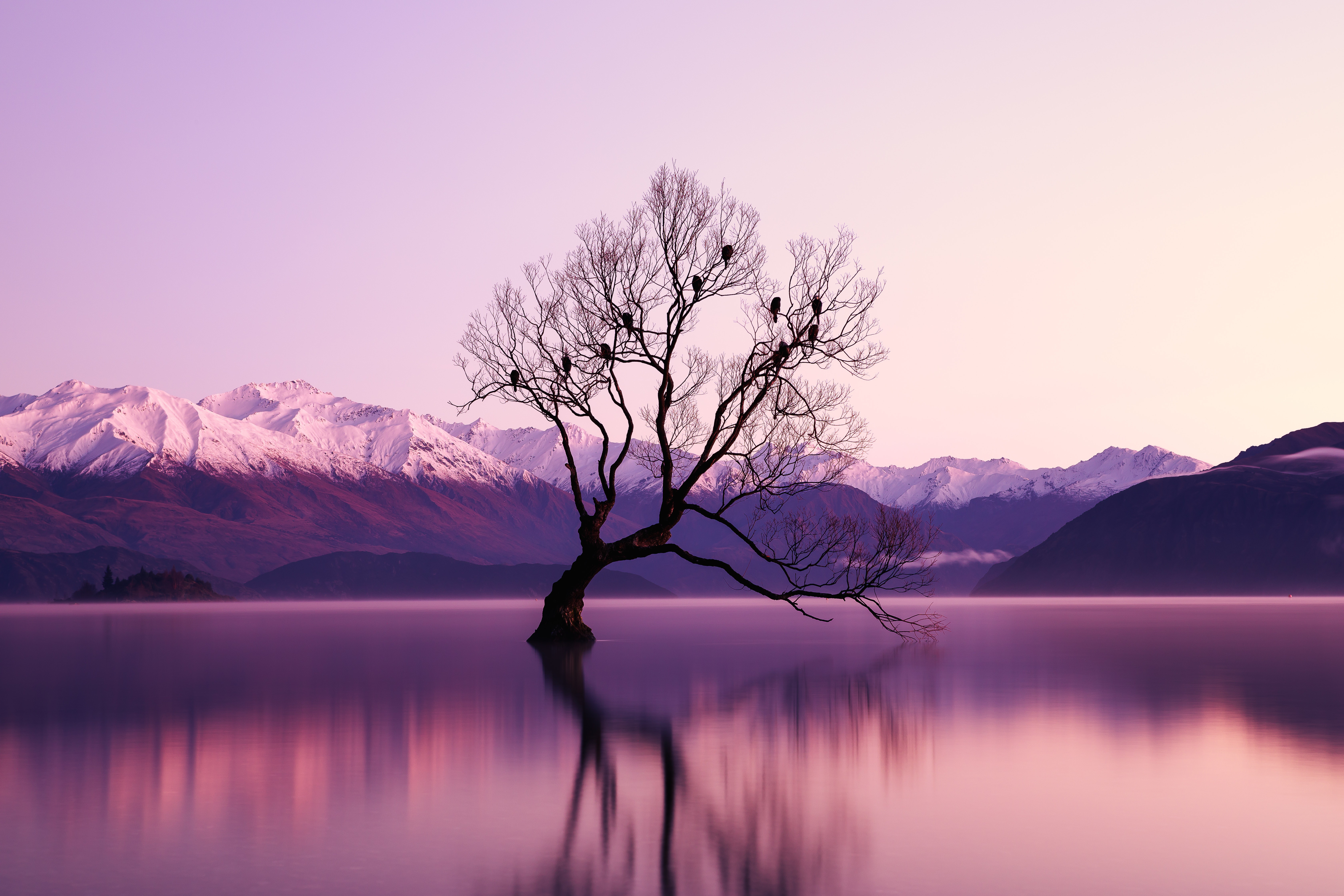 Nature Purple Water Trees Reflection Lake Wanaka 6720x4480