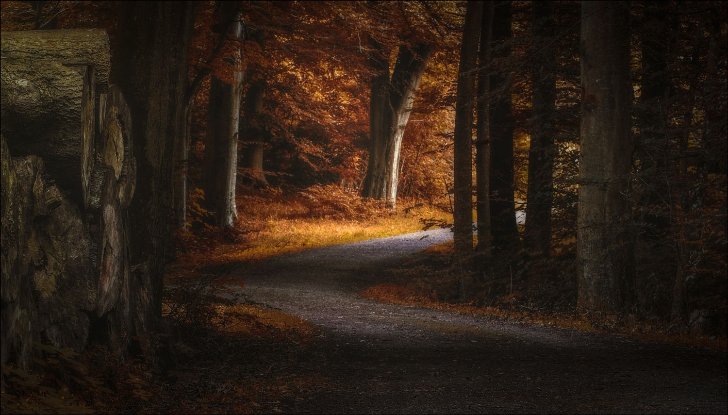 Landscape Photography Nature Path Fall Forest Morning Sunlight Trees Denmark 1500x855