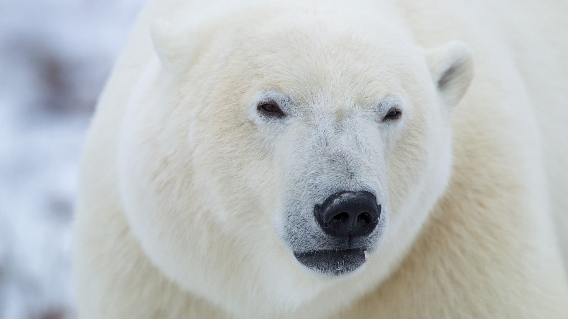 Nature Animals Polar Bears Head Closeup Muzzles Depth Of Field Fur 1920x1080