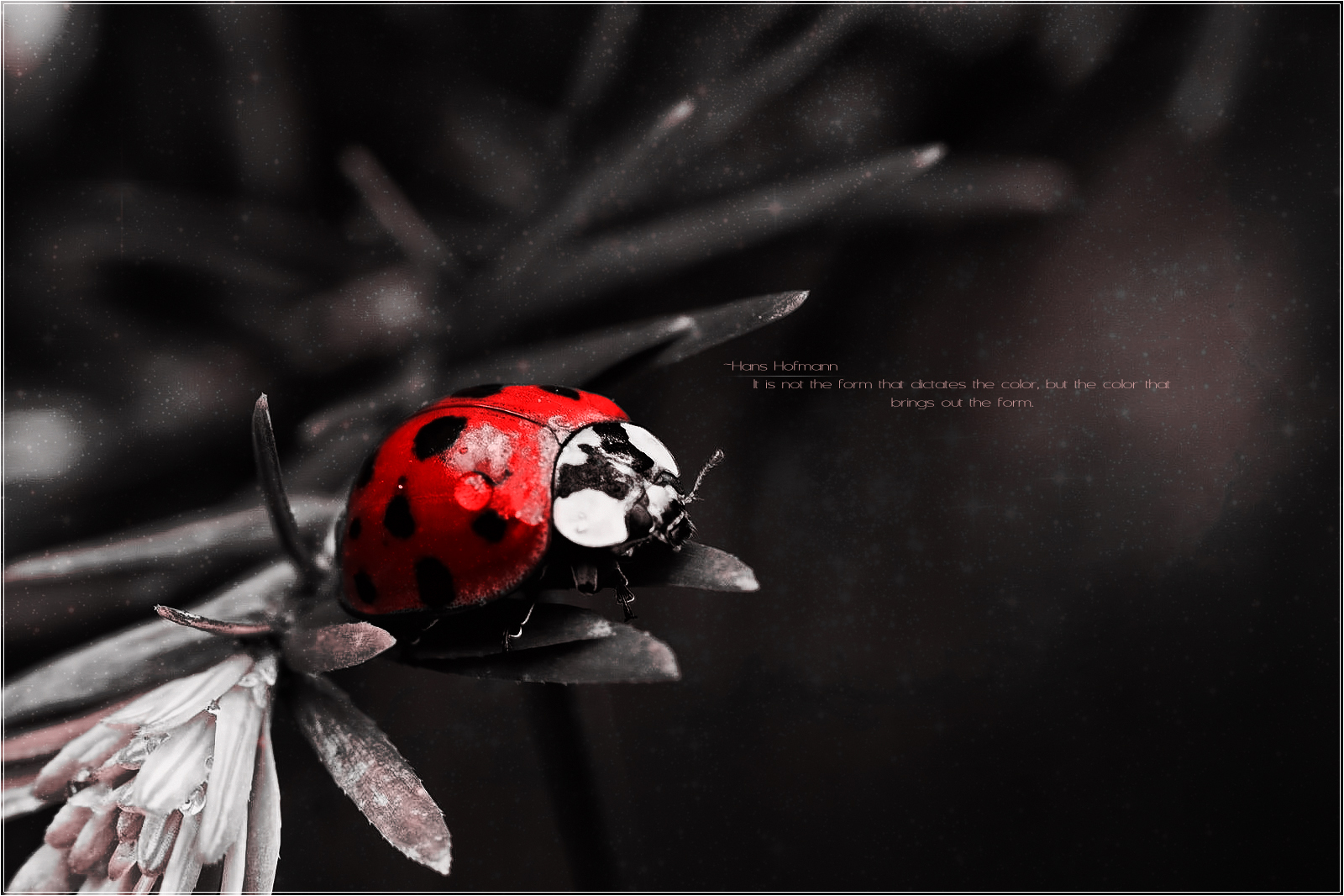 Ladybug Bug Nature Red 1600x1066