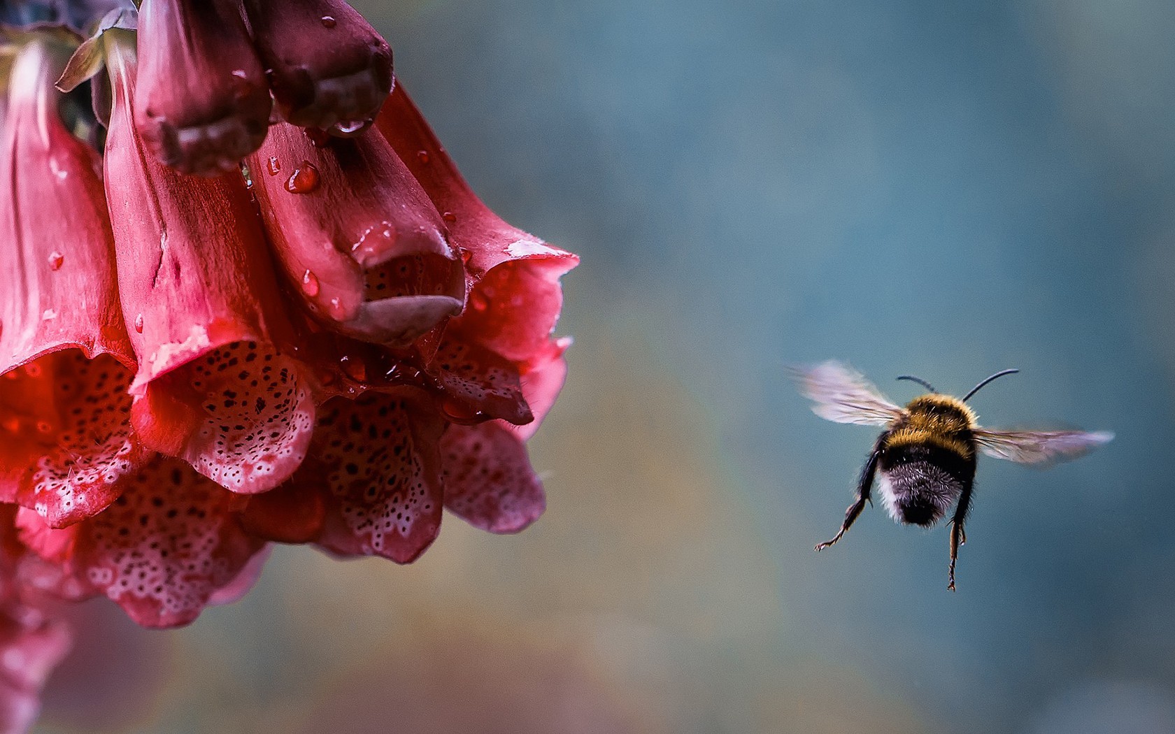 Flowers Bumblebees Bees Dew Insect Water Drops Nature 1680x1050