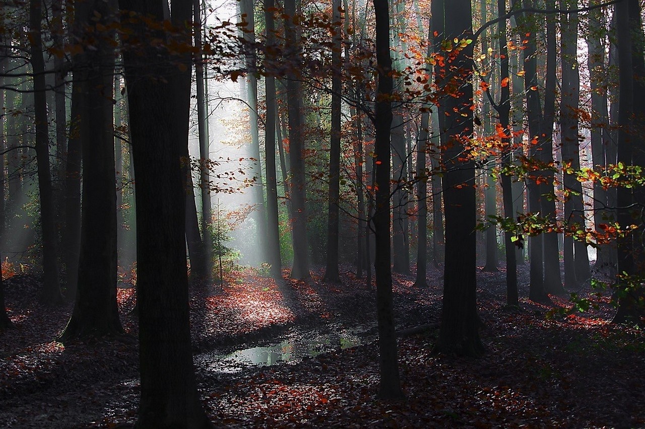 Landscape Nature Forest Mist Path Leaves Fall Sun Rays Puddle Trees 1280x852