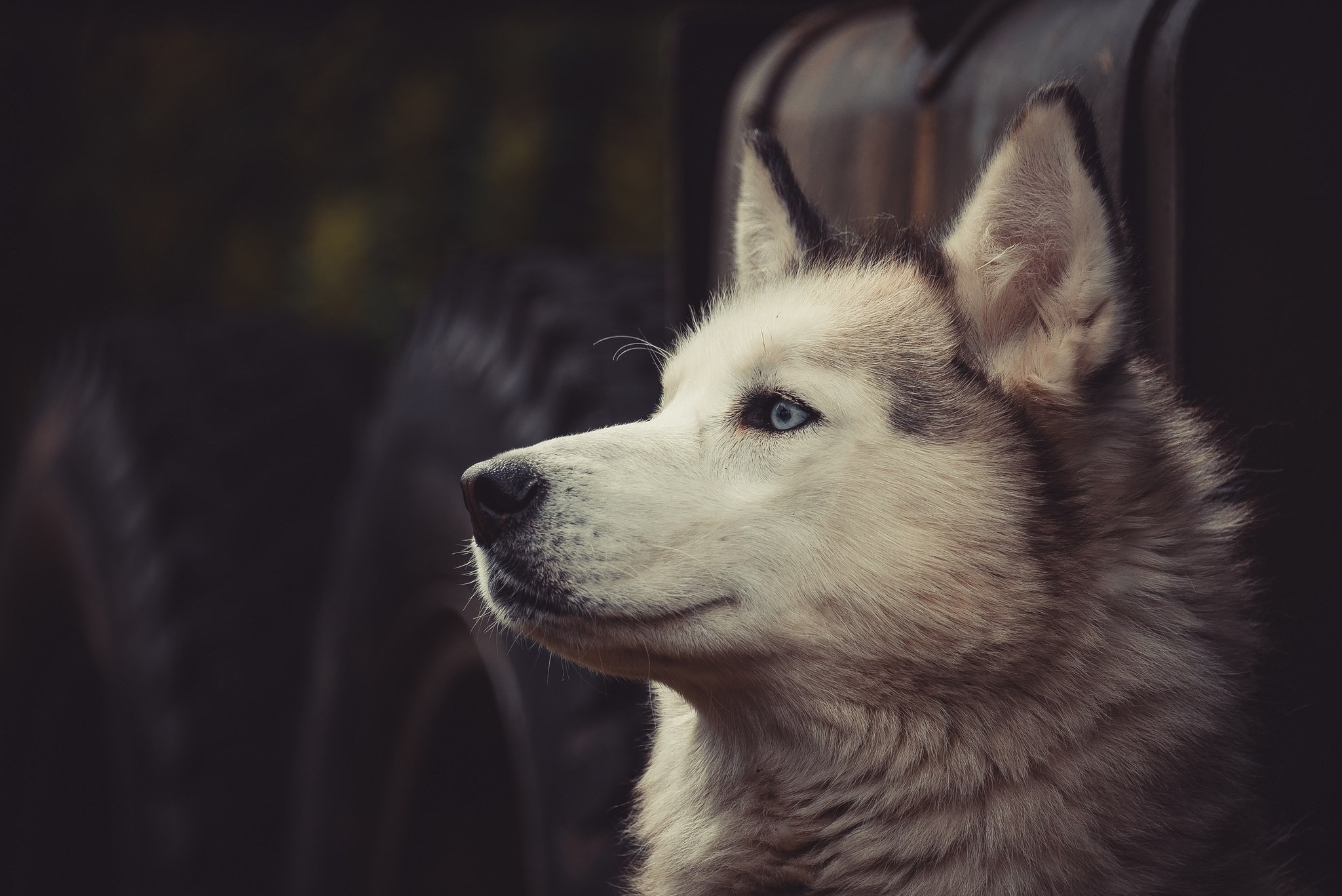 Siberian Husky Dog Tires Good Boy 2048x1367