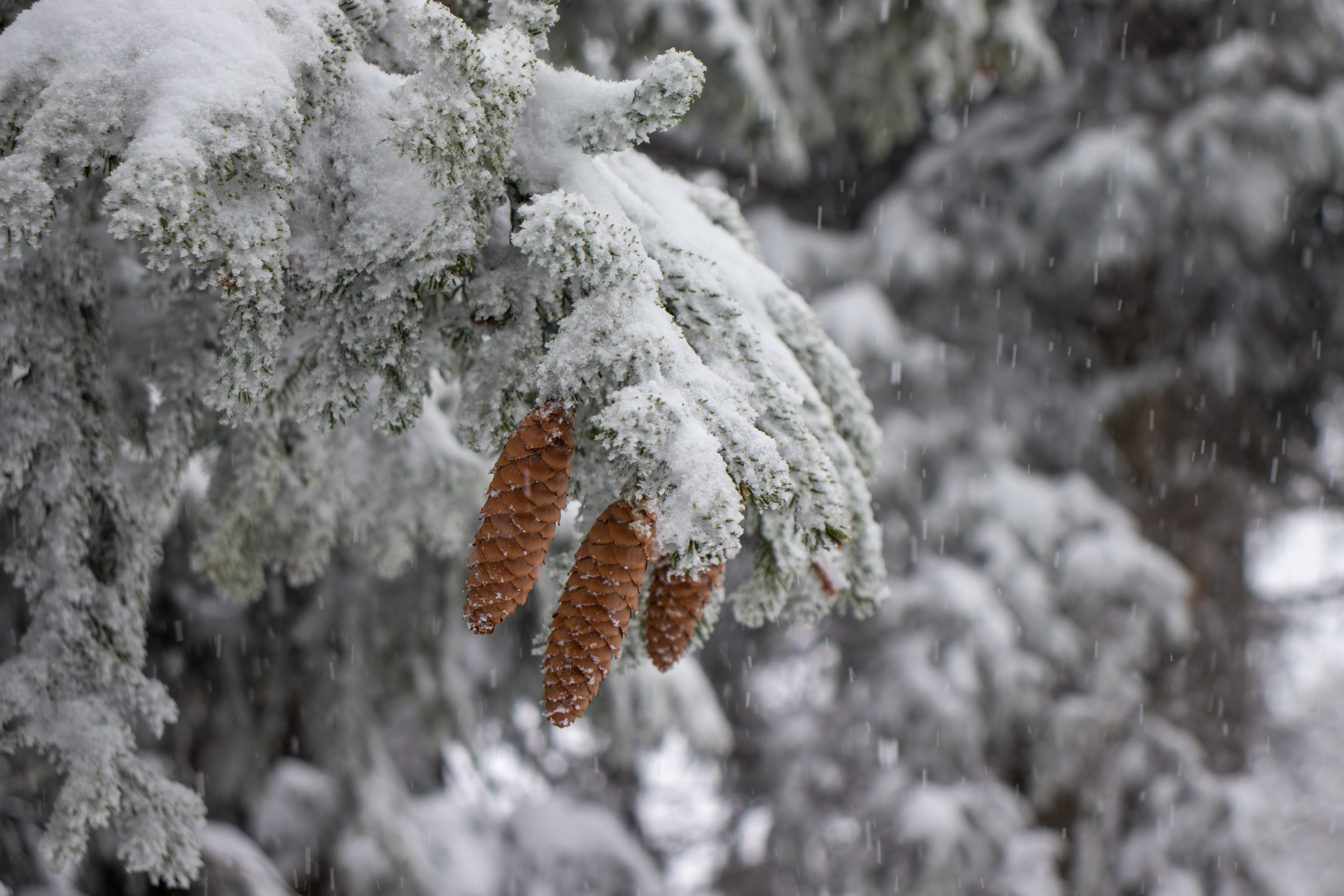 Snow Fir Tree Landscape Pine Cones Winter 6000x4000