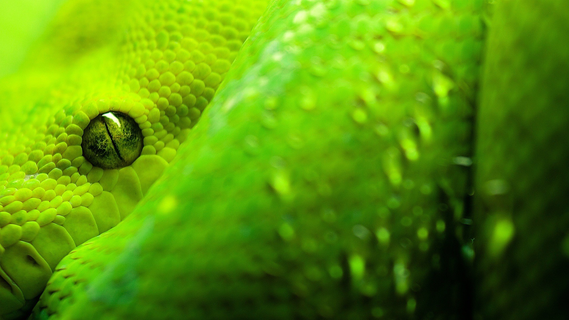 Snake Animals Reptiles Eyes Green 1920x1080