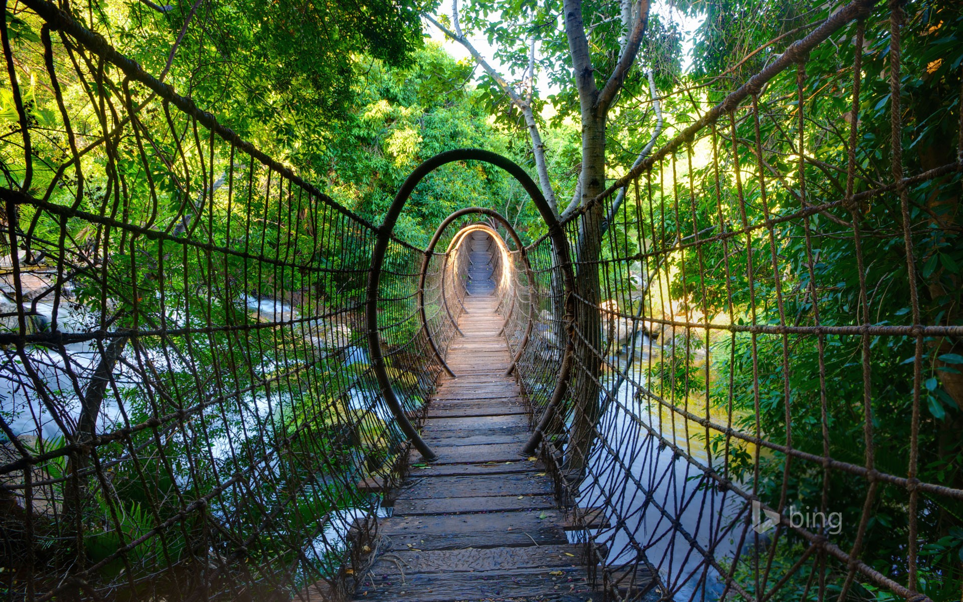 Rope Bridge Bridge River Trees Birch 1920x1200