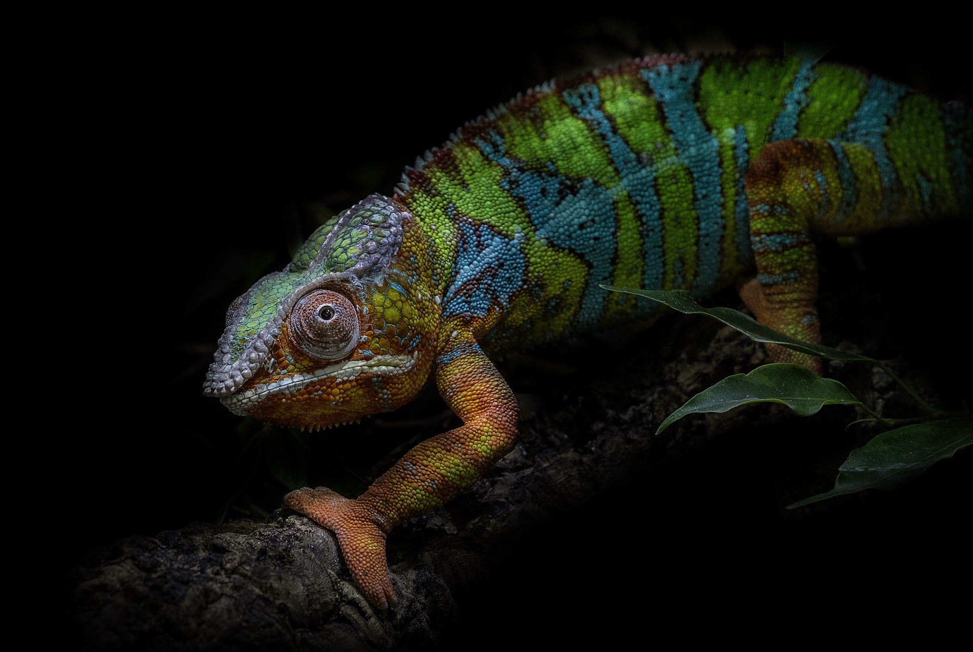 Animals Colorful Chameleons 1941x1301