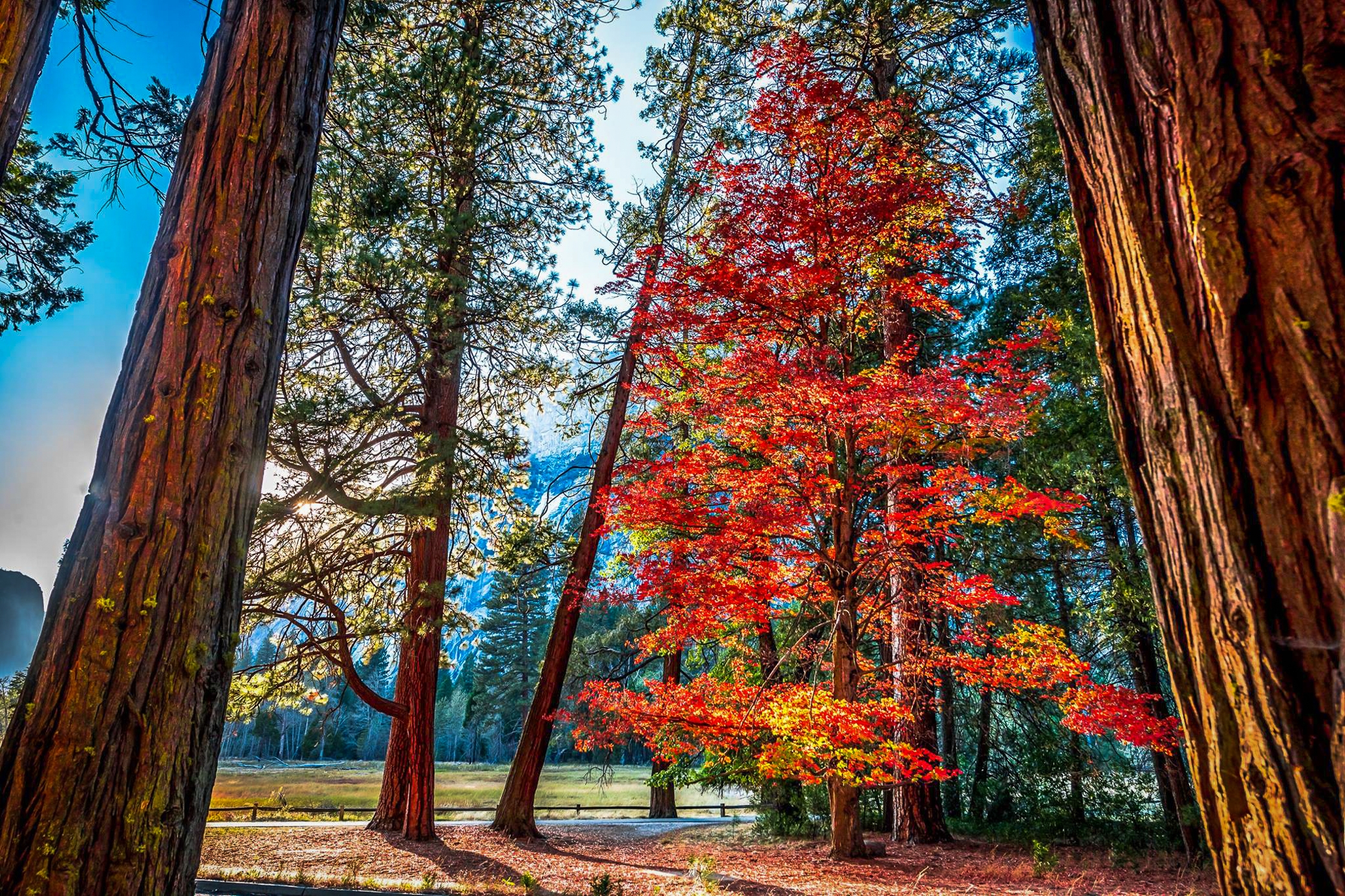 Earth Tree Fall Foliage Redwood 2080x1387