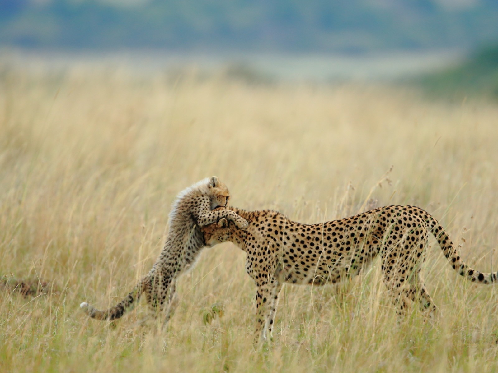 Animals Cheetahs Cubs Baby Animals 1600x1200