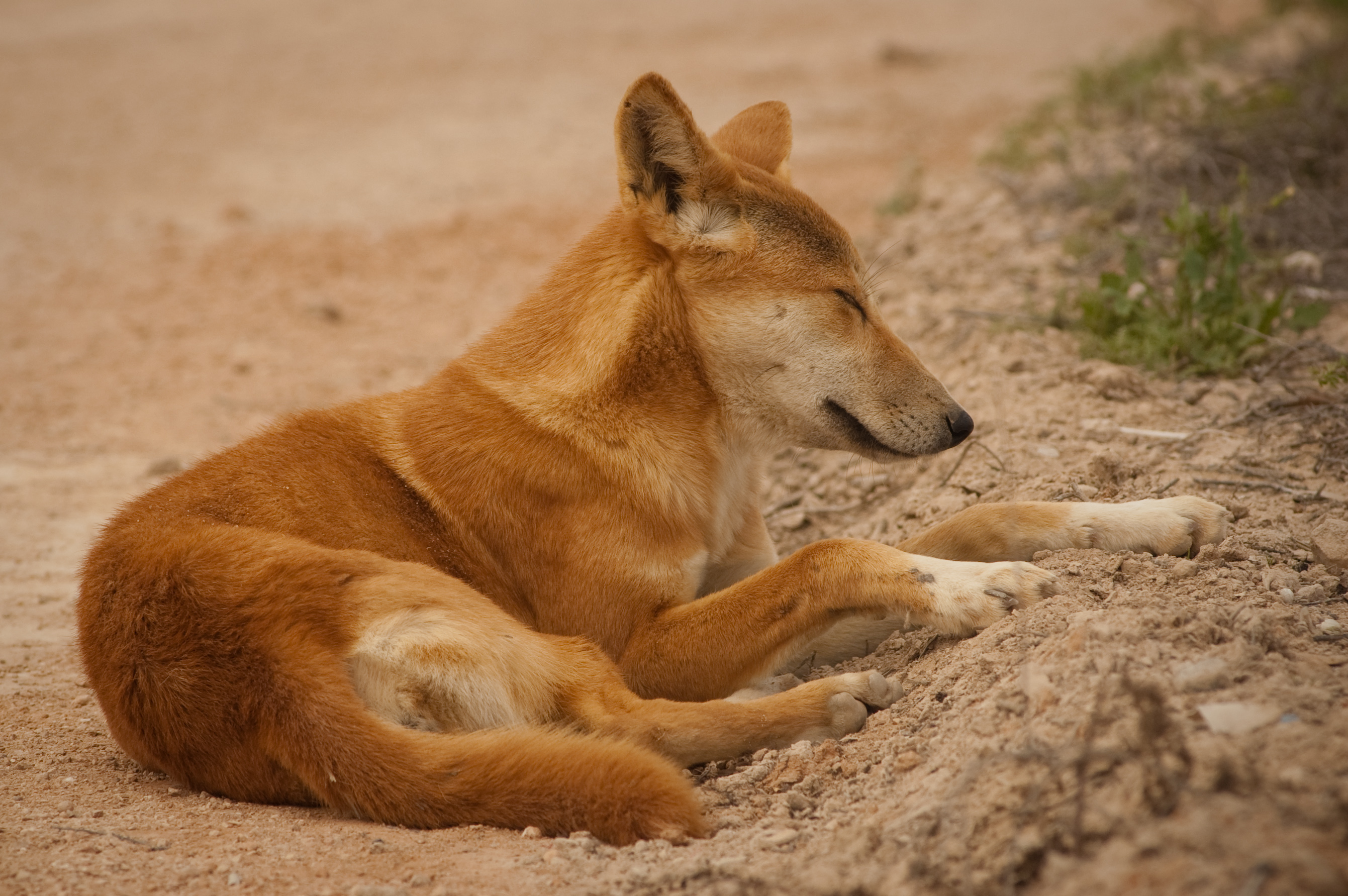 Wild Dog Australian Dingo 2682x1783