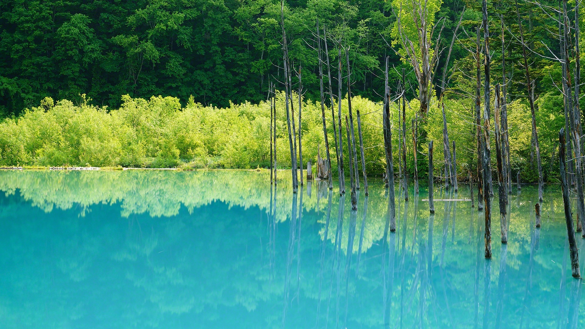 Trees Nature Cyan Reflection Calm Waters Landscape Lake Dead Trees Turquoise 1920x1080