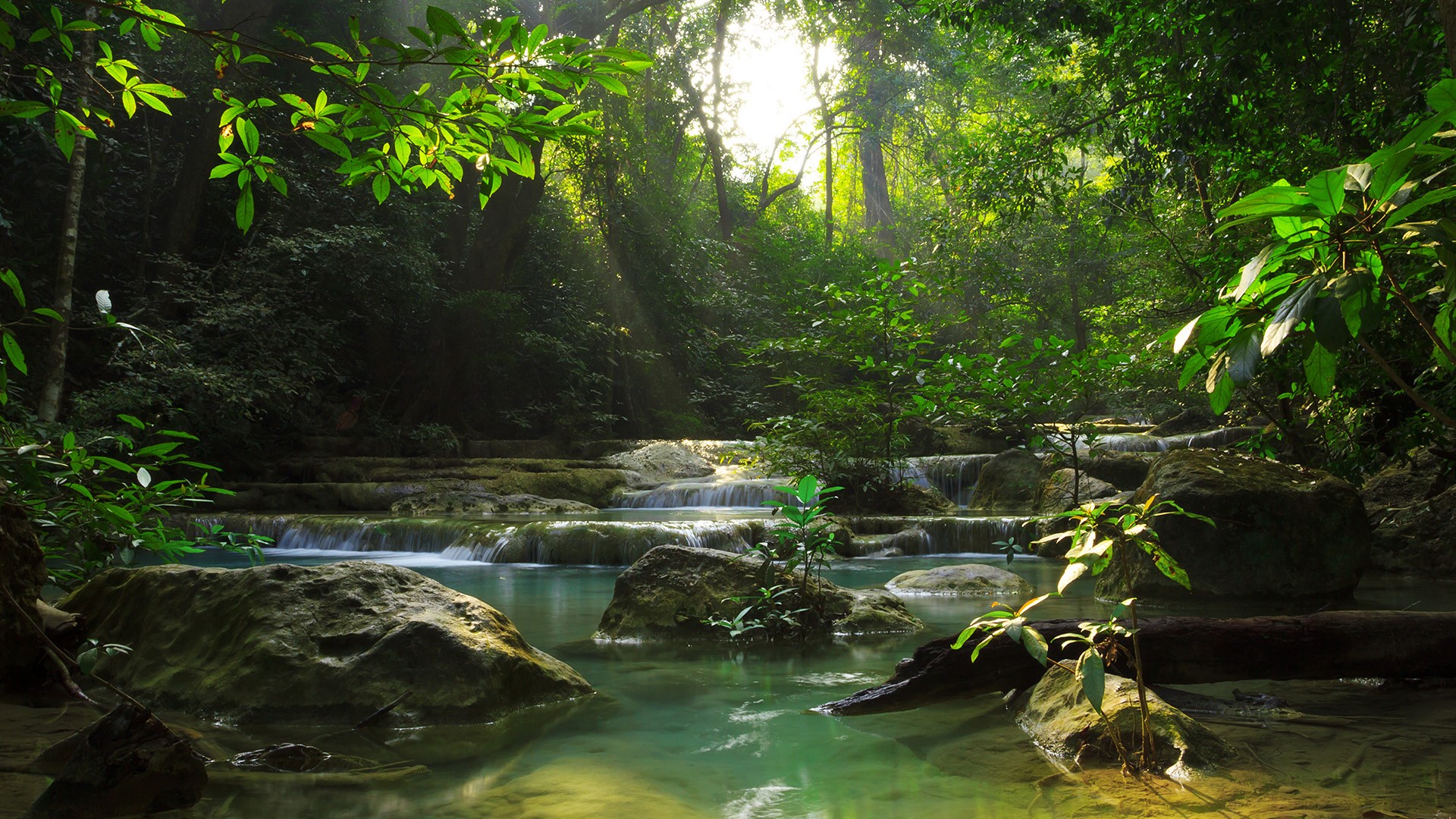 Nature Landscape Plants Clear Water Trees Forest Sun Rays Morning Rocks Leaves Driftwood Thailand Wa 1920x1080