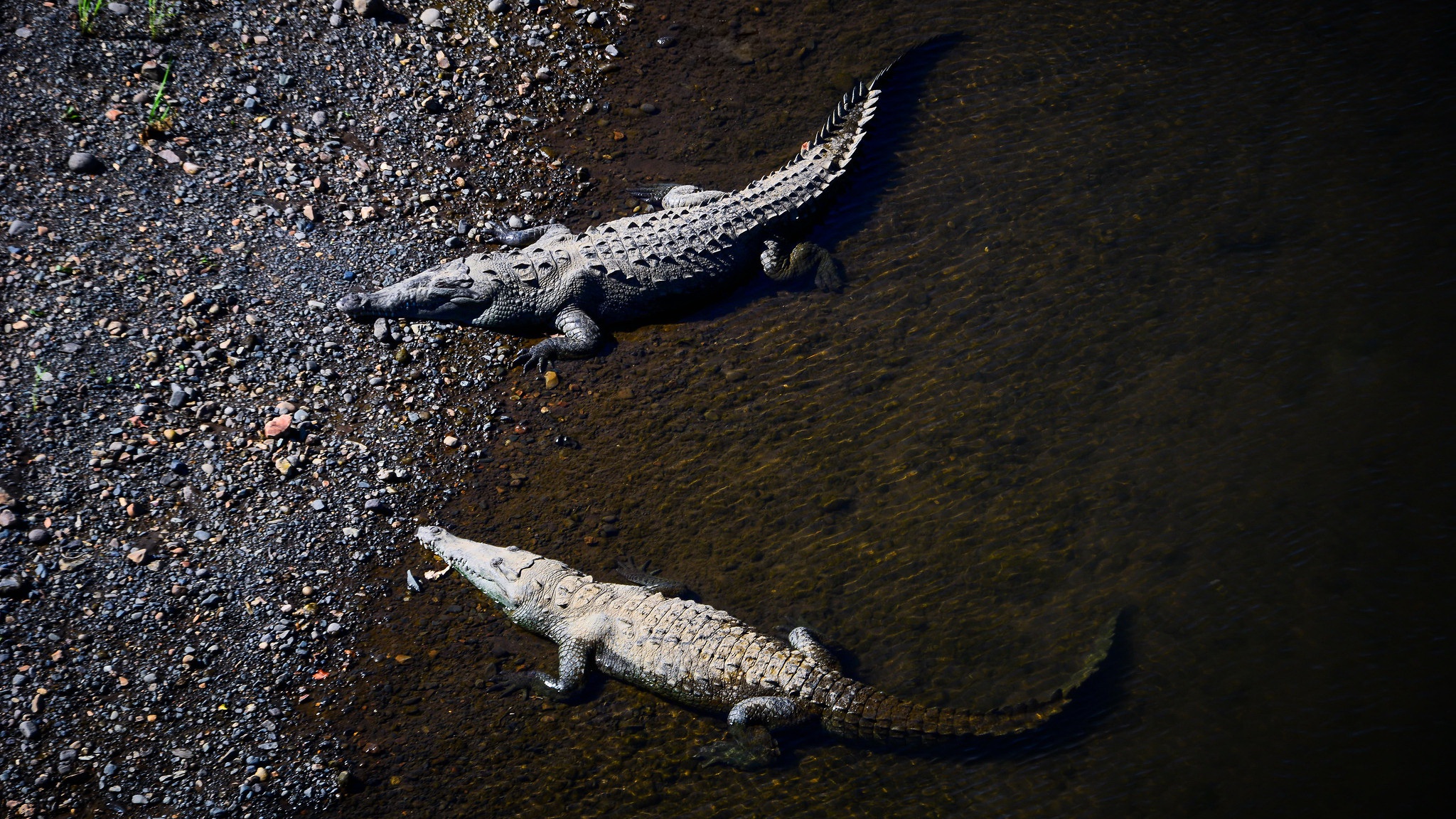 Animals Nature Crocodile Crocodiles 2048x1152
