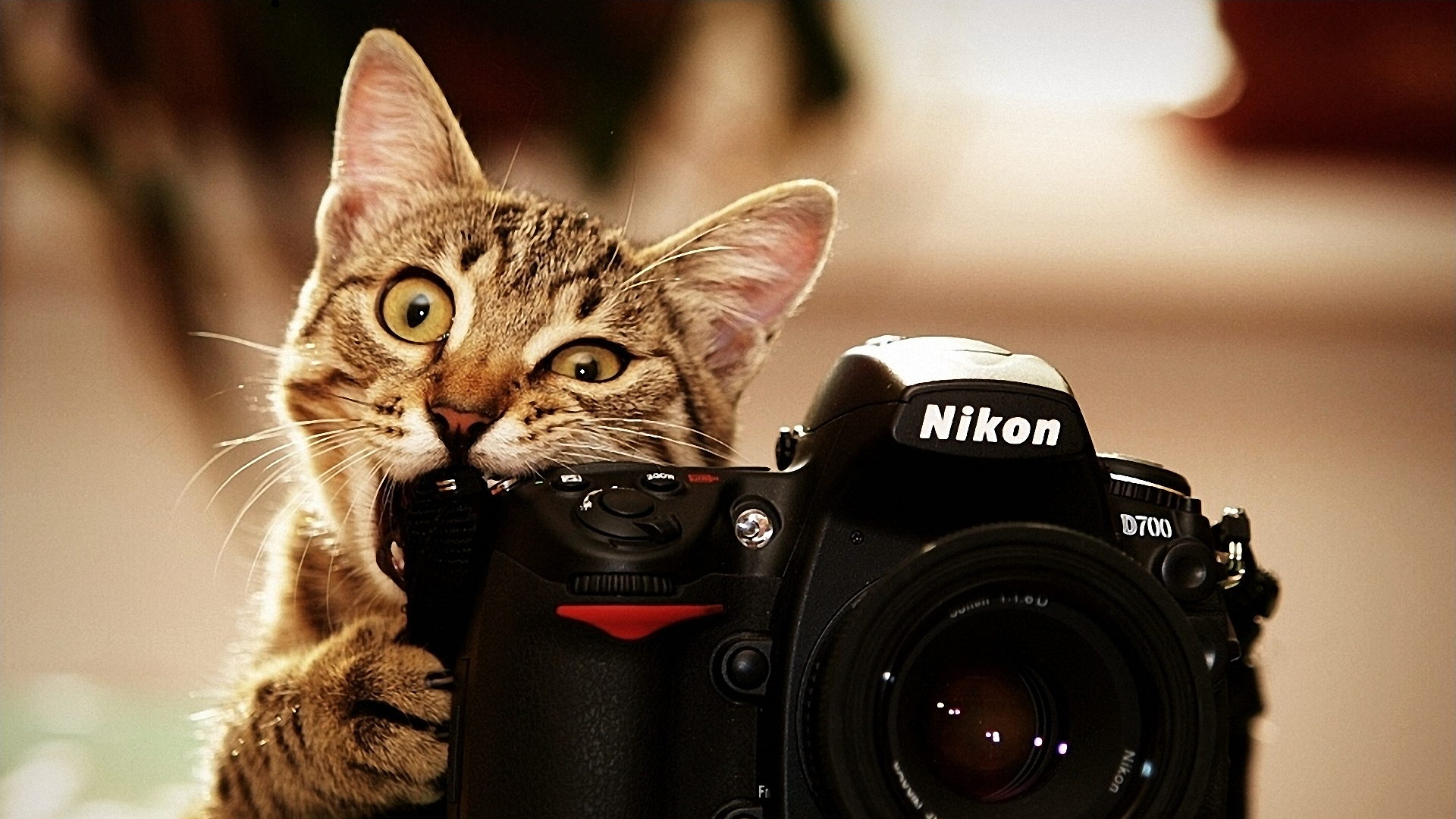 Camera Nikon Animals Biting Cats Beige 1920x1080