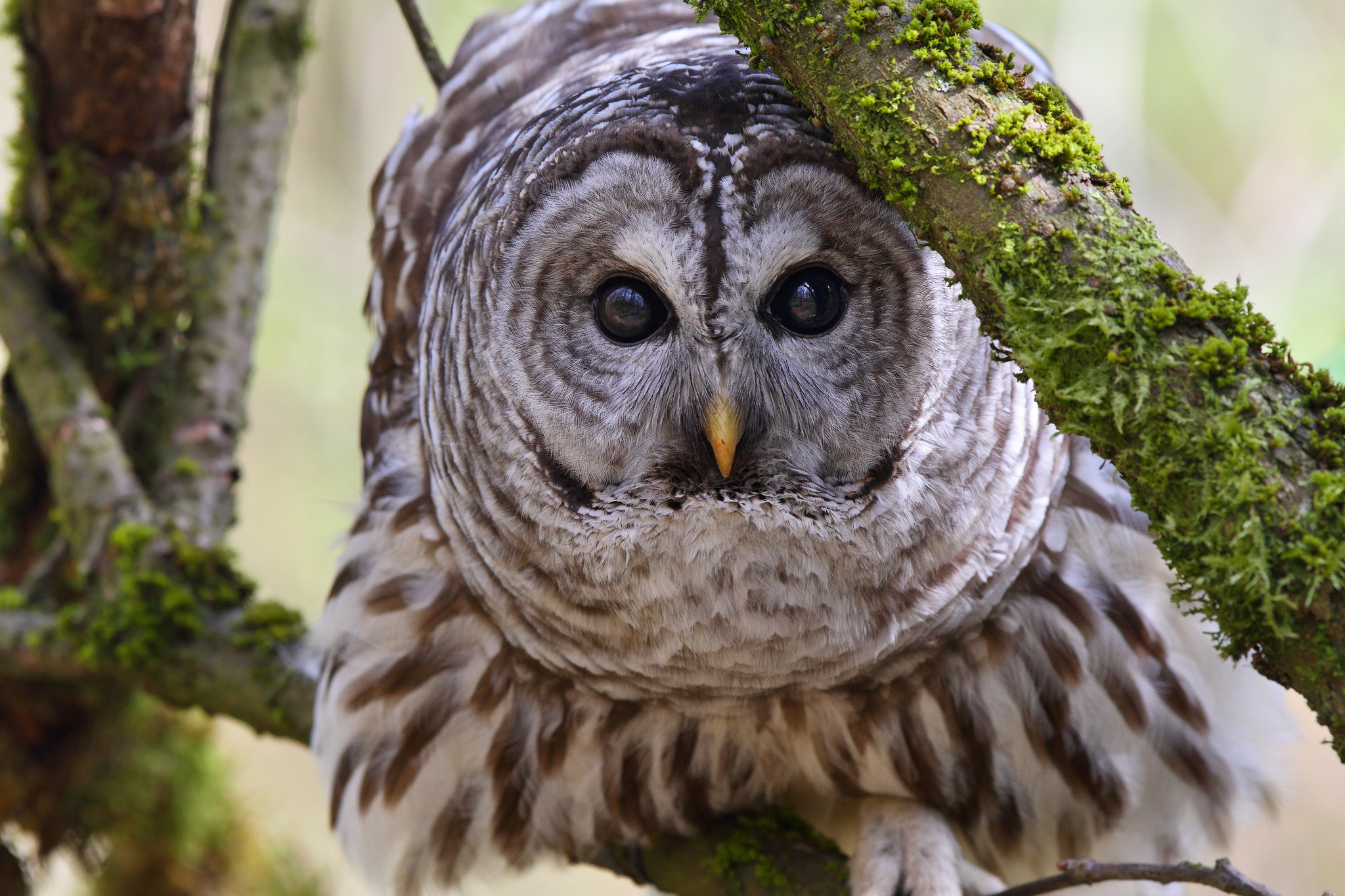 Animal Barred Owl 2048x1365