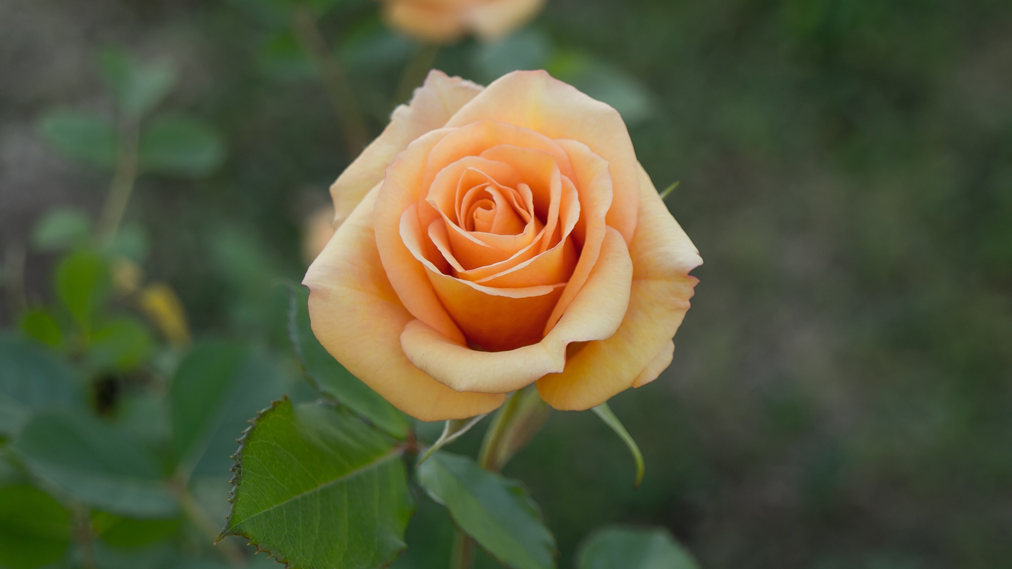 Rose Yellow Roses Plants Flowers 3840x2160