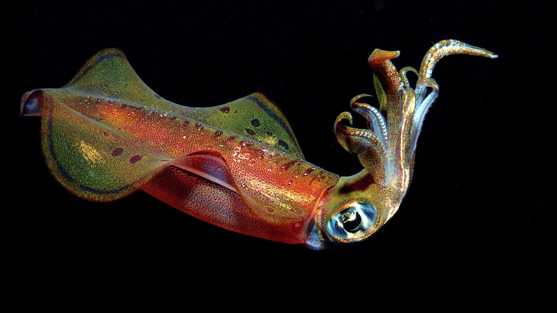 Cuttlefish Underwater Animals Fish 1920x1080